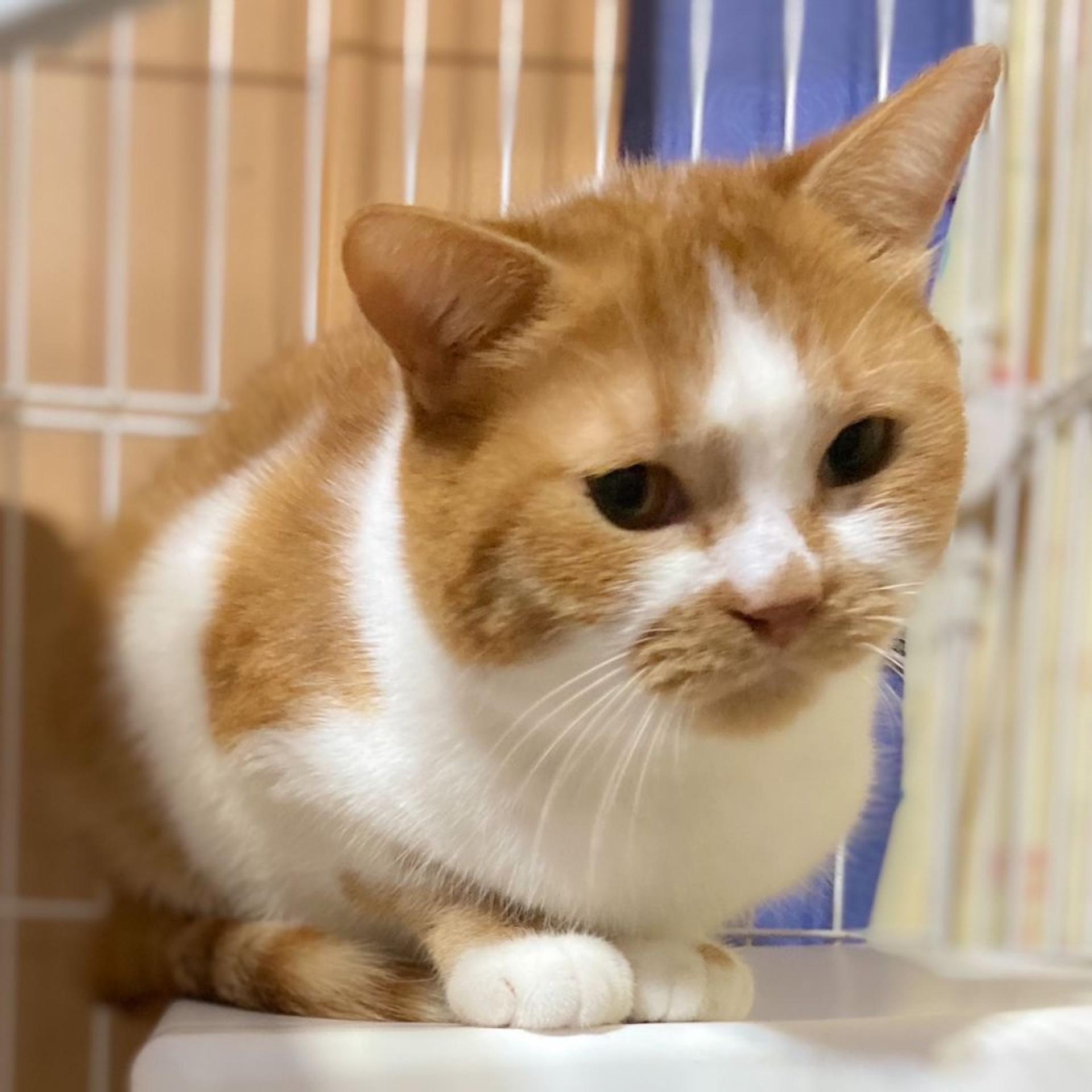 pet-image-2