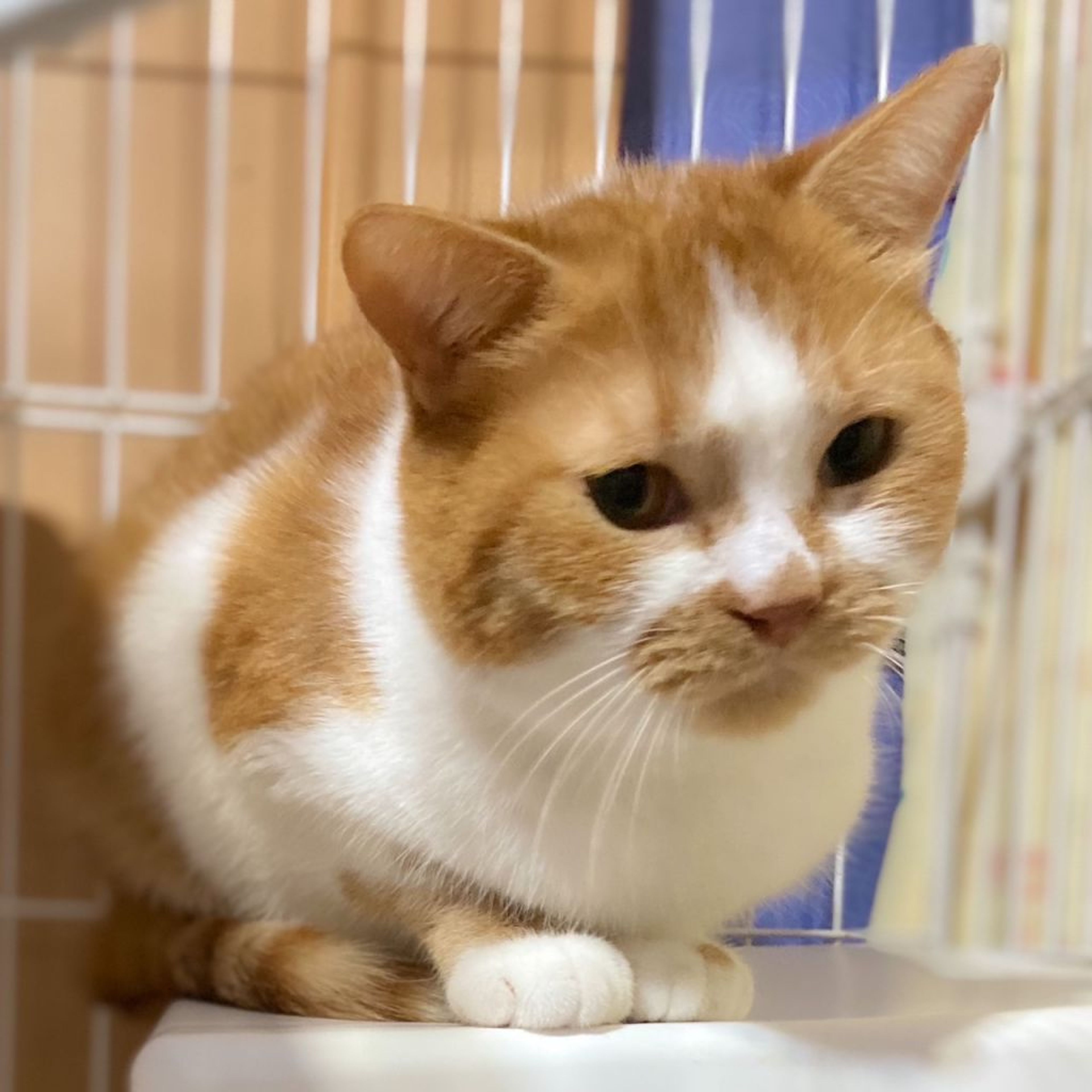 pet-image-2