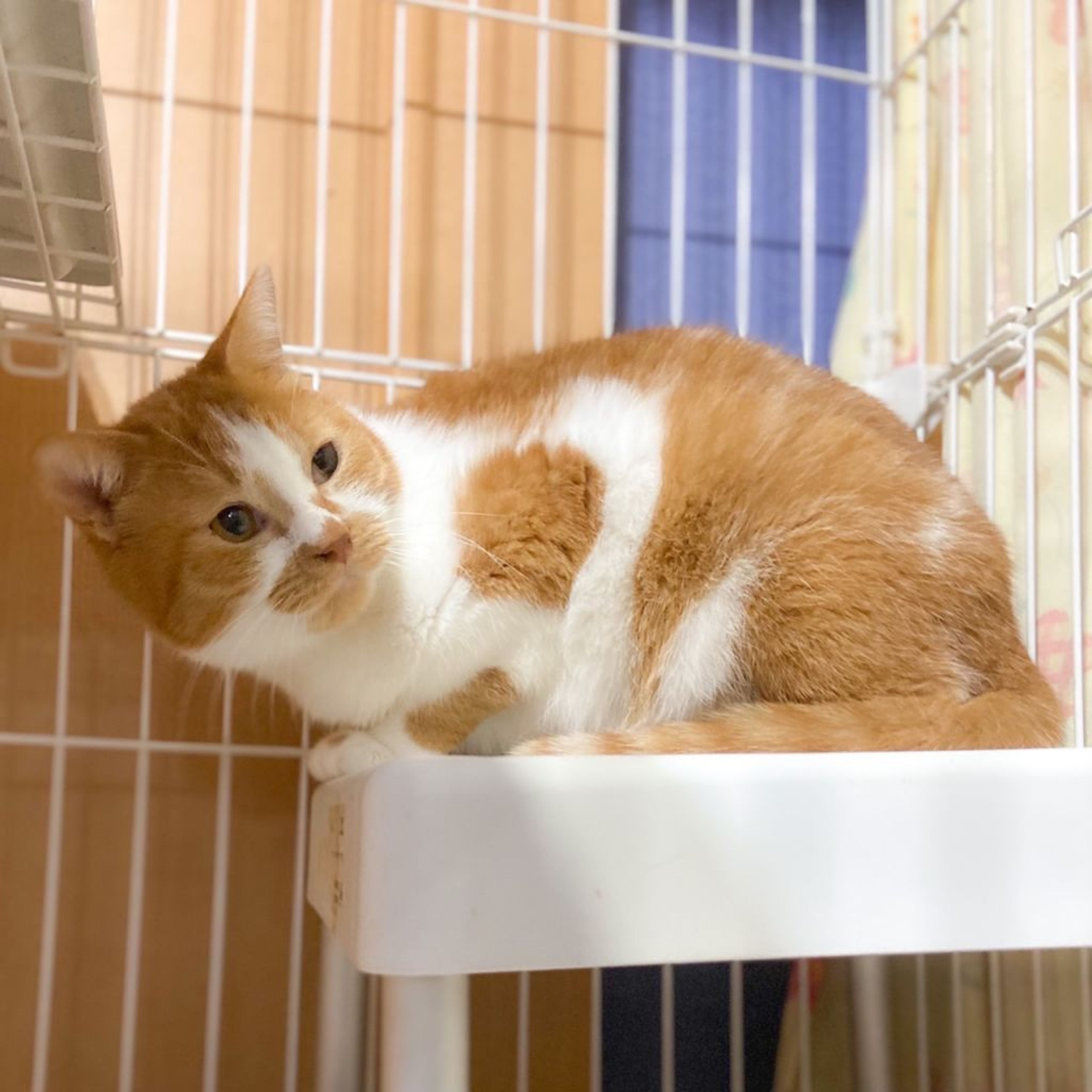 pet-image-3