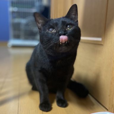 ブラックパンサーの写真
