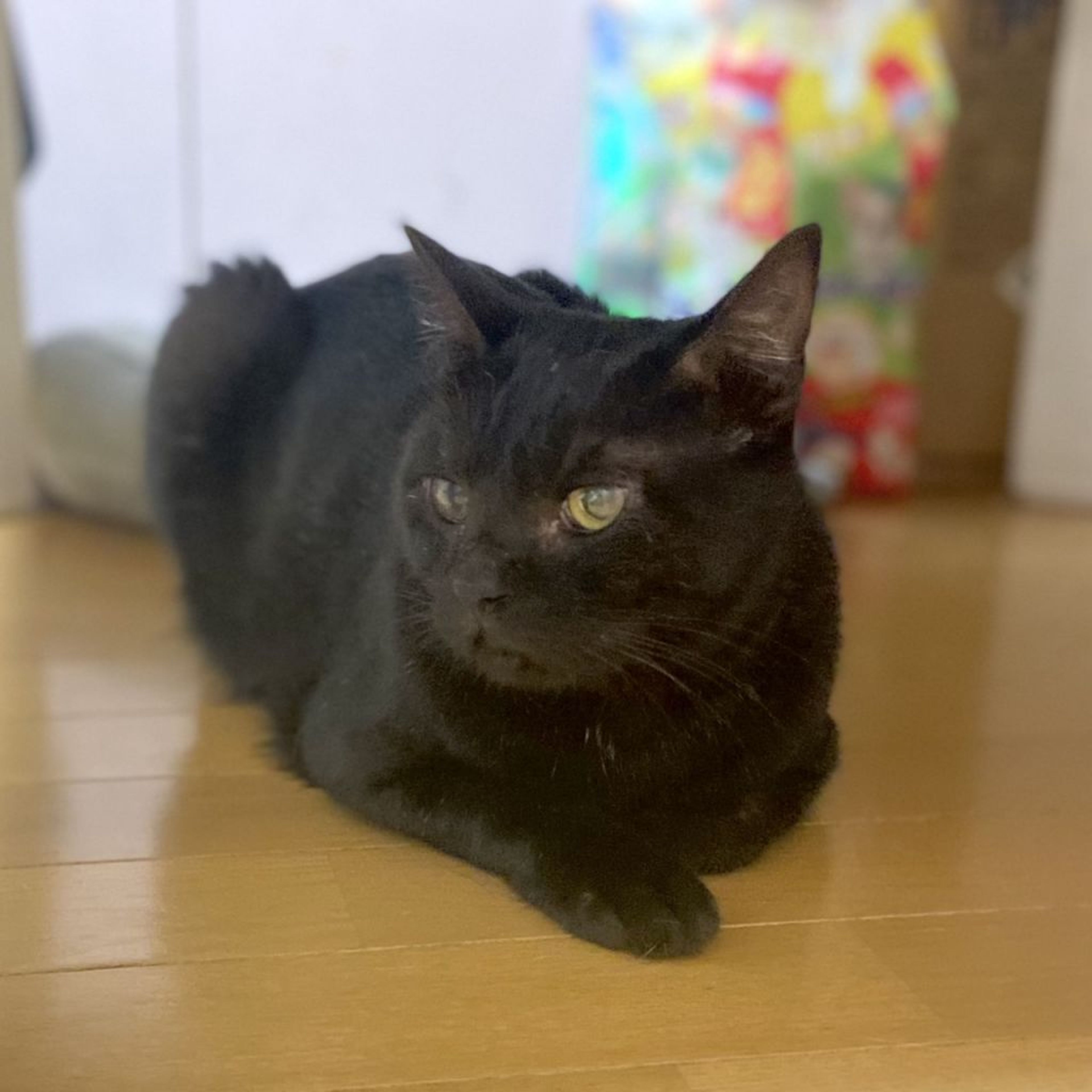 pet-image-3