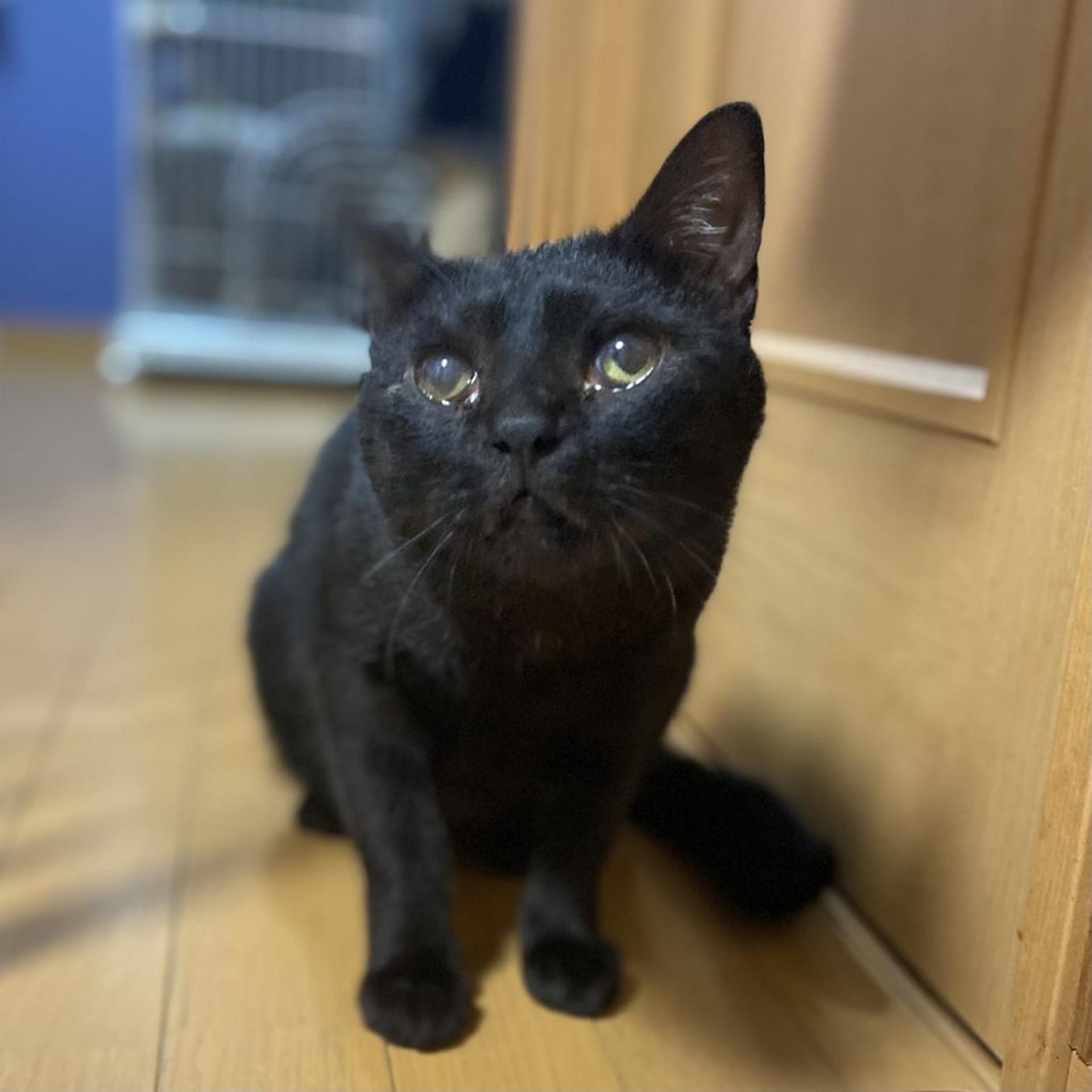 pet-image-4