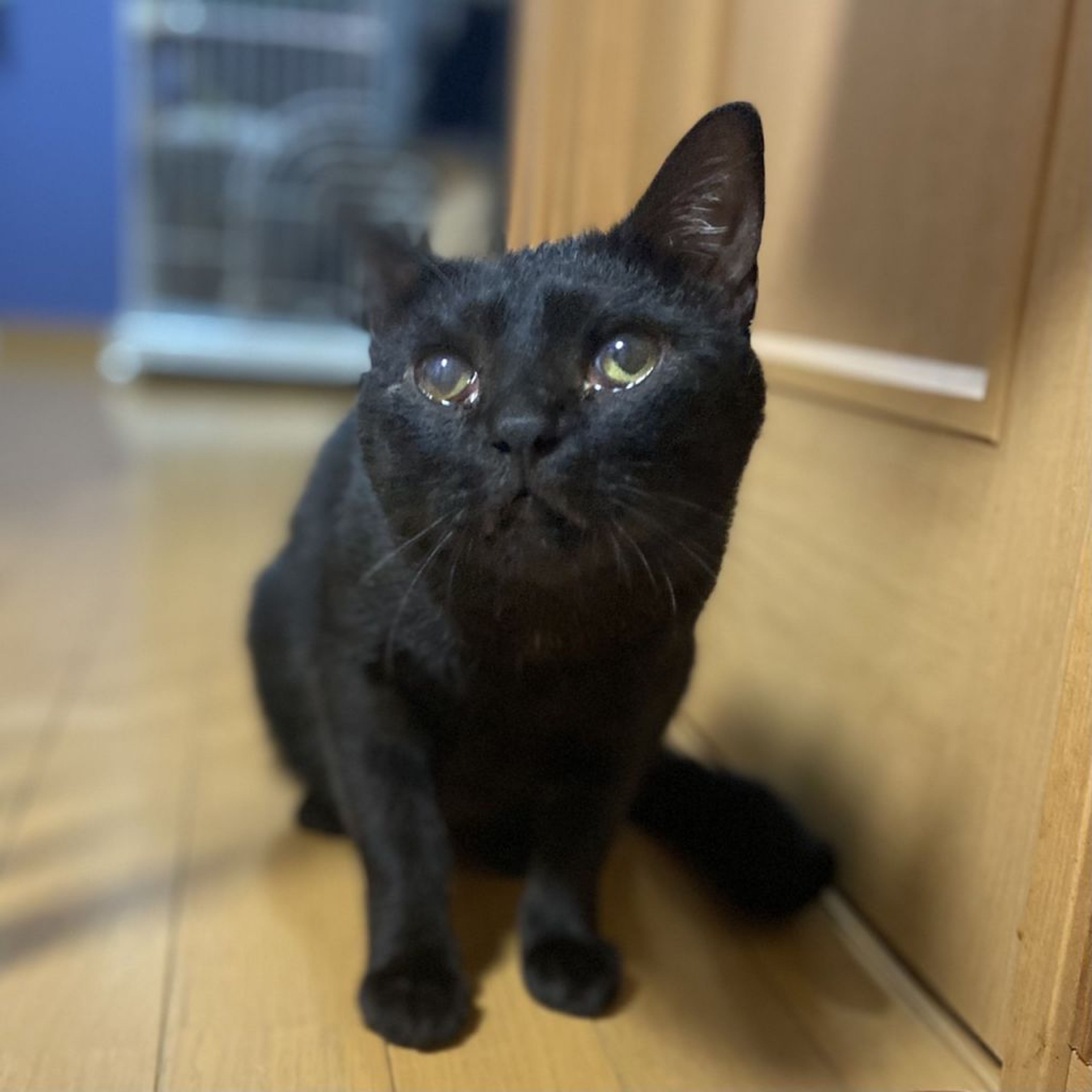 pet-image-4