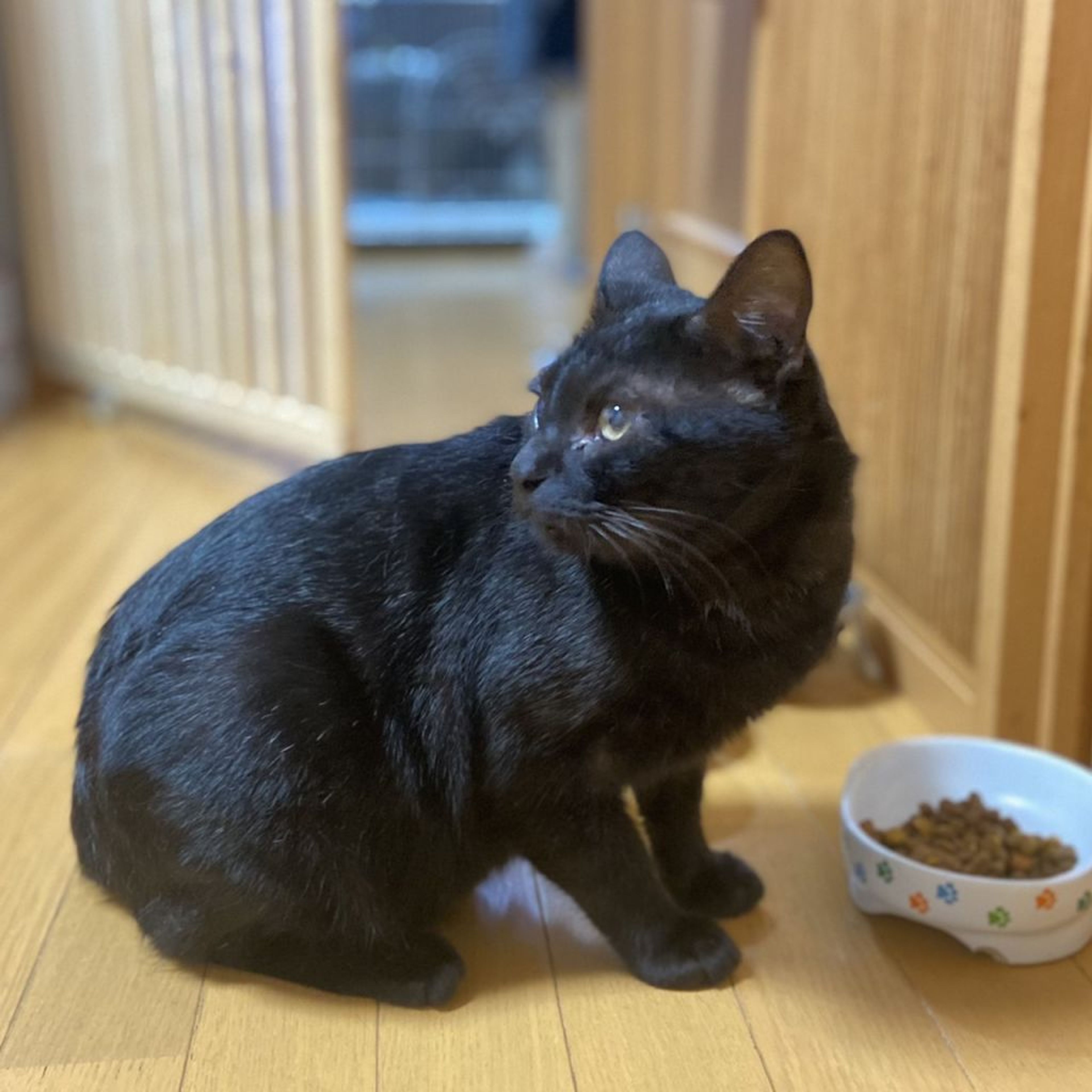 pet-image-5