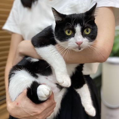 トコの写真