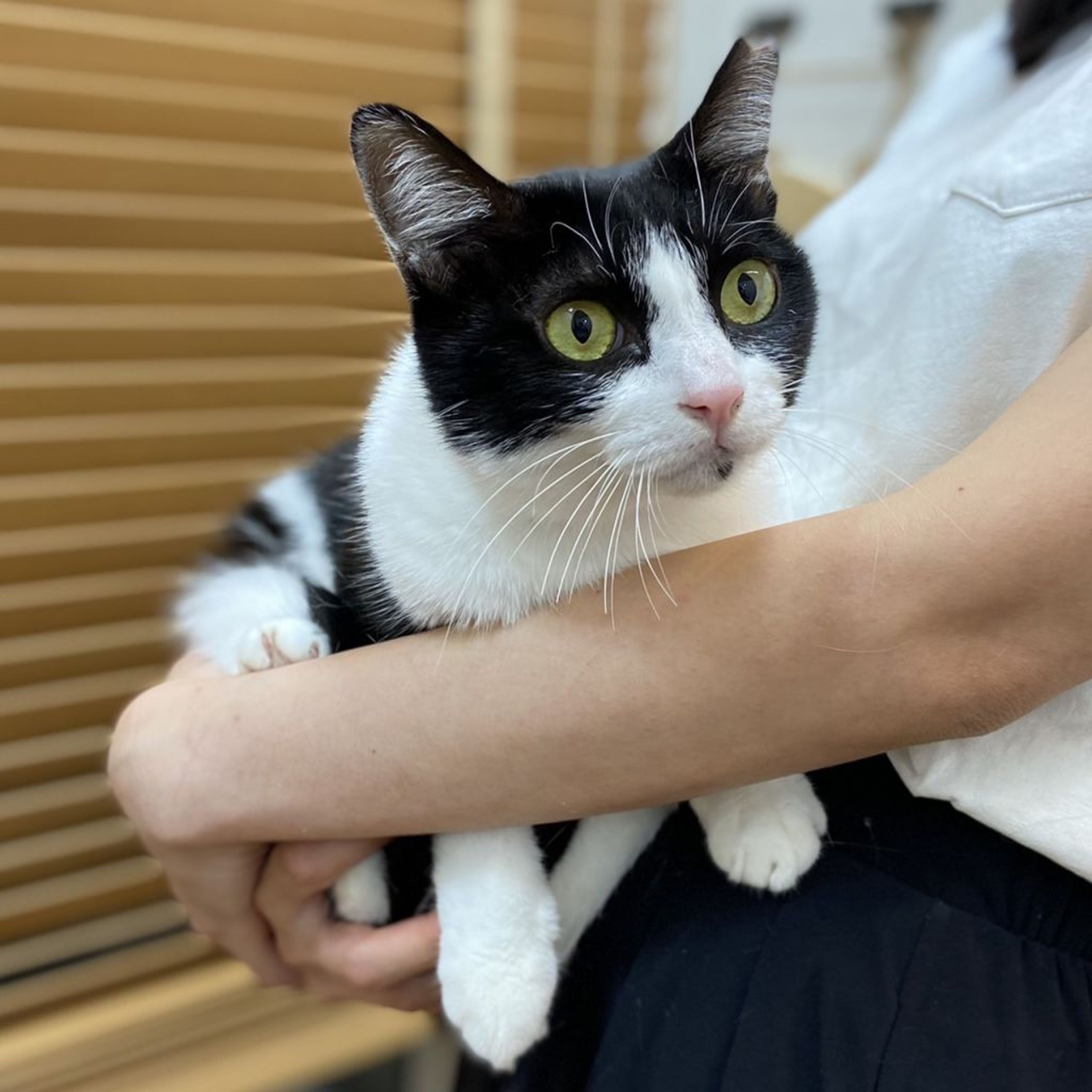pet-image-2