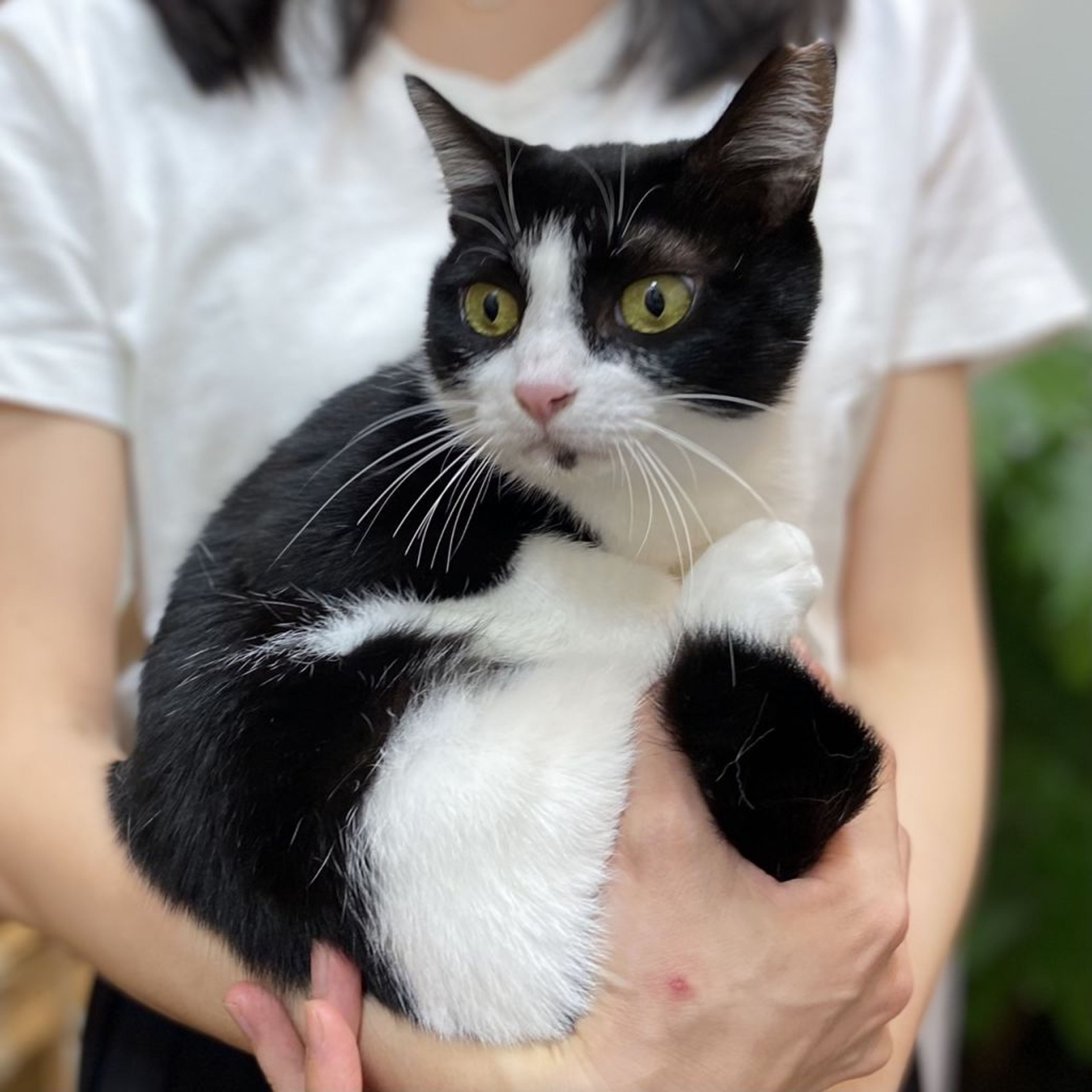 pet-image-3