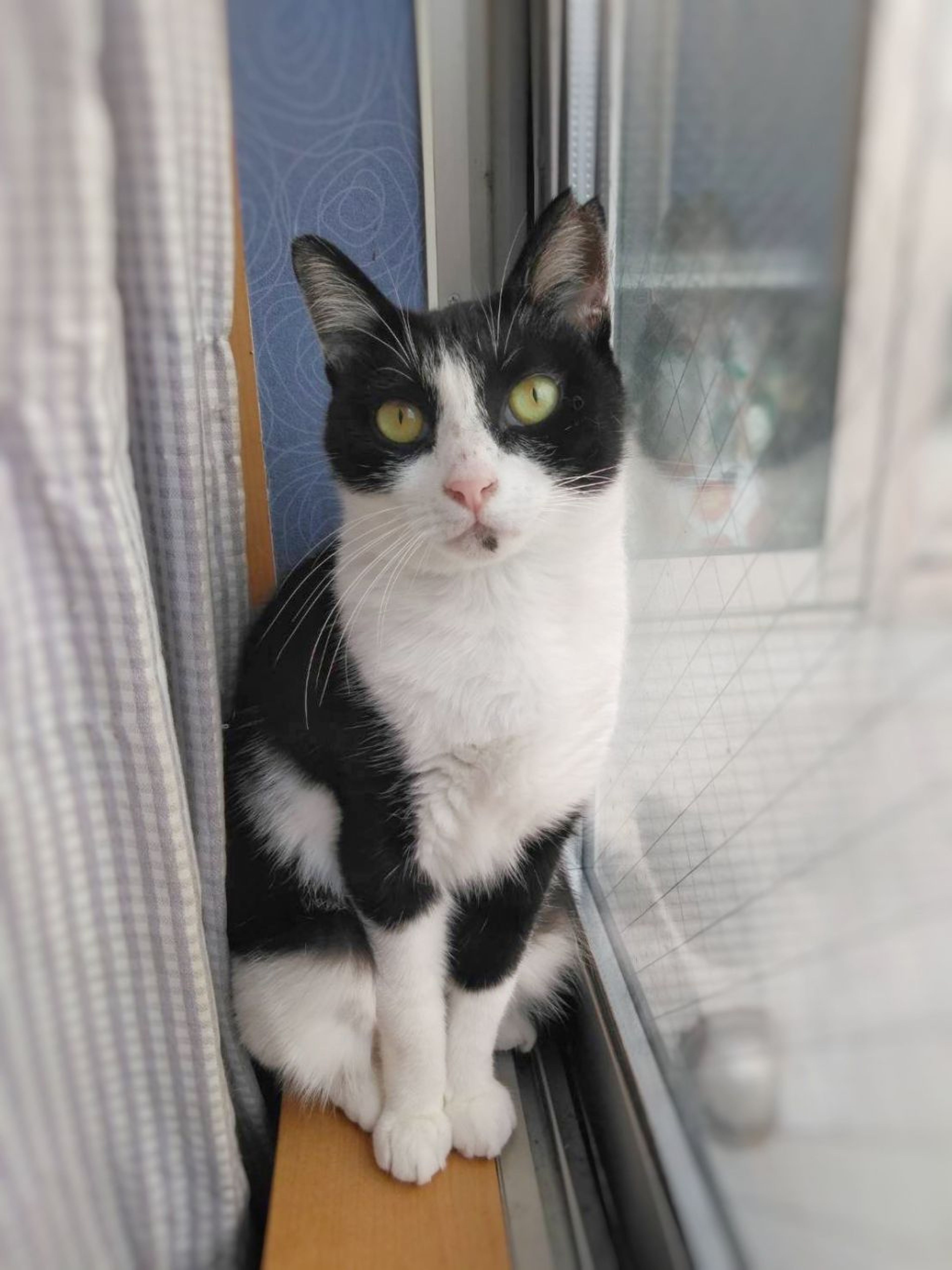 pet-image-4