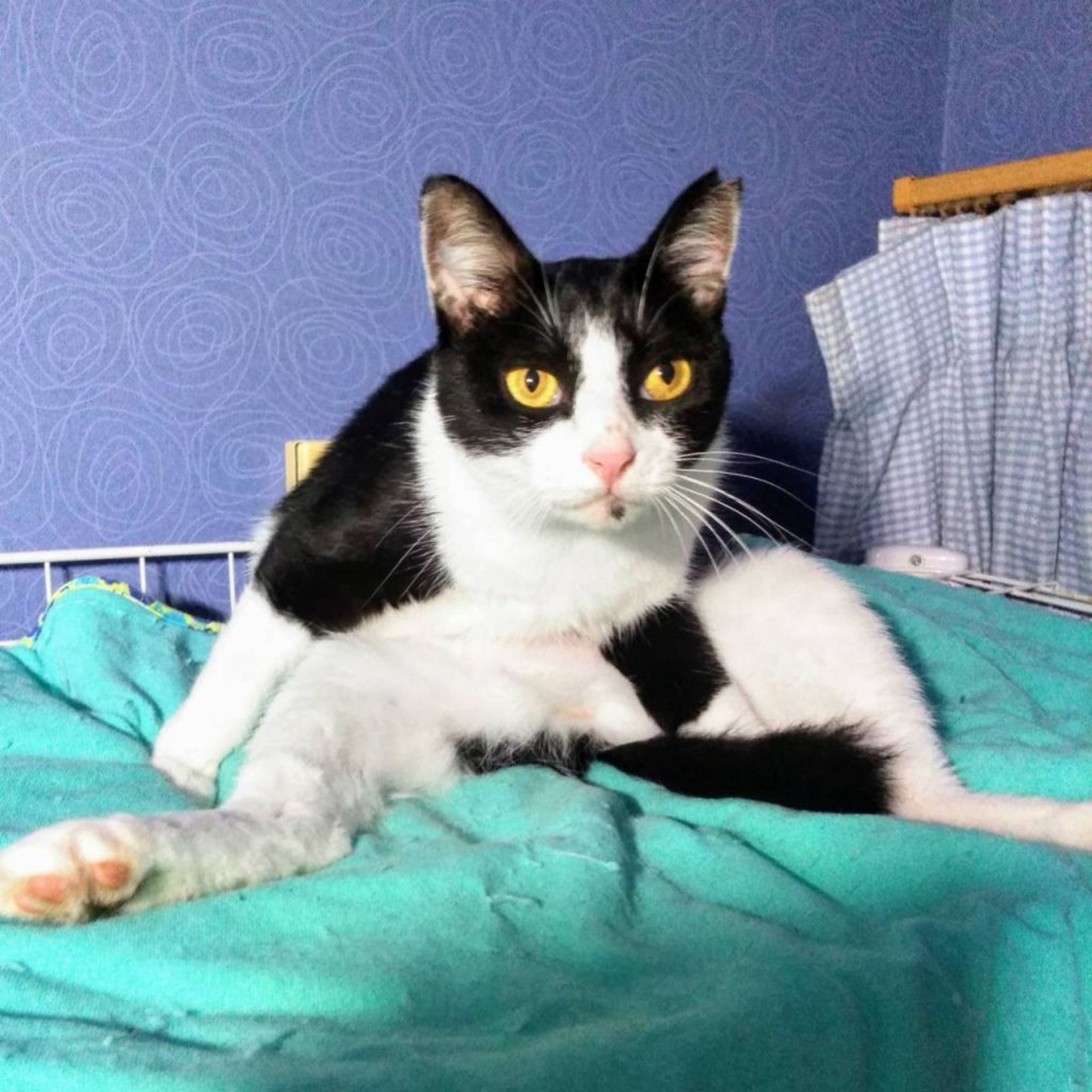 pet-image-5