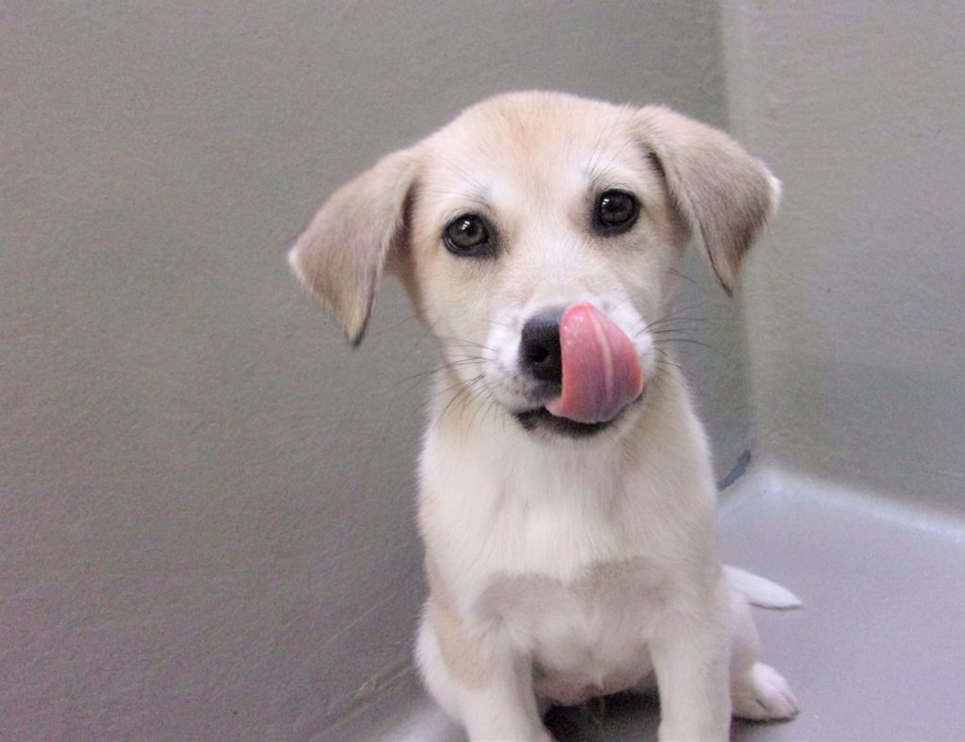 雑種（ミックス犬）・メスの里親募集の写真