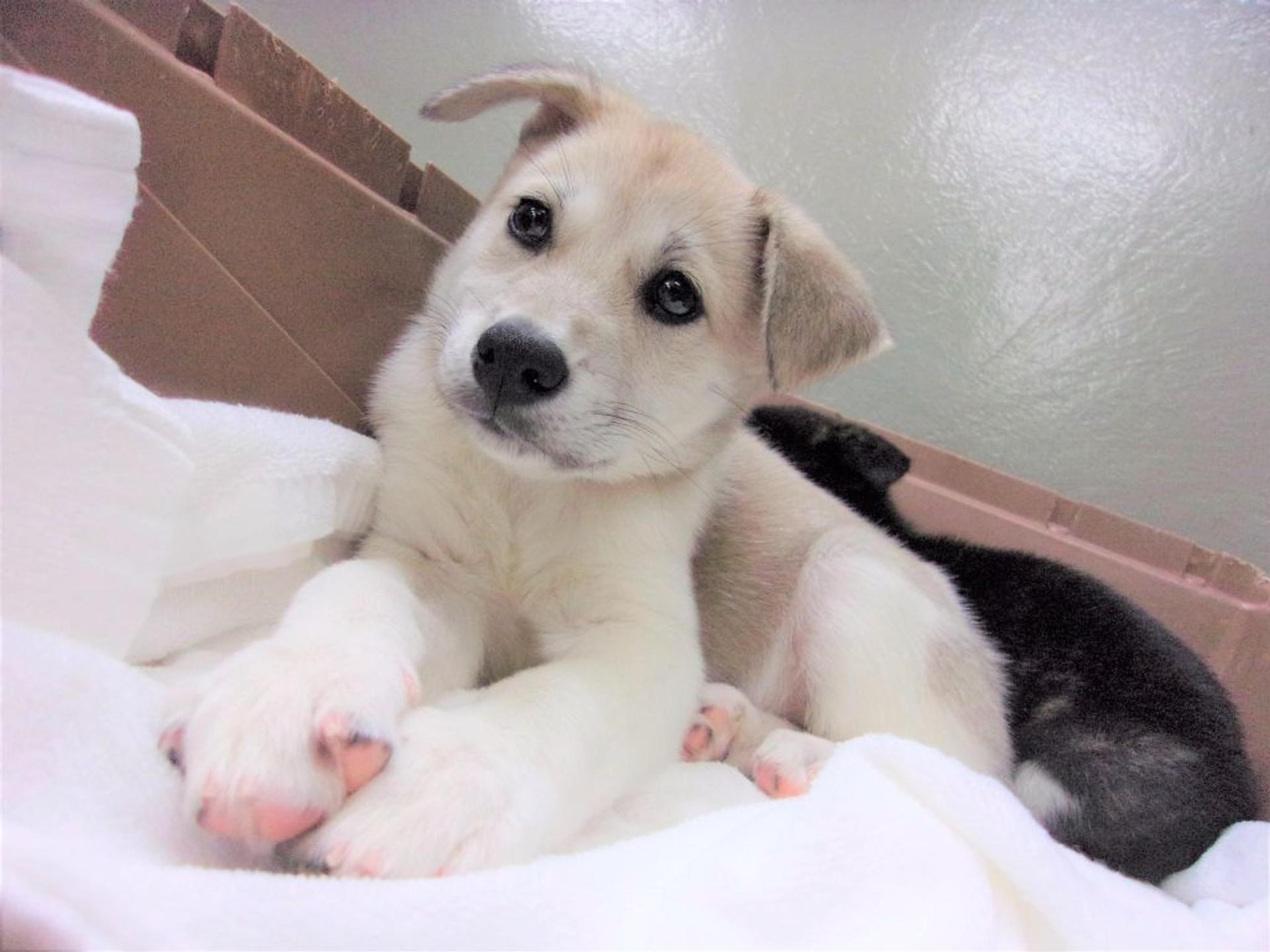 pet-image-2