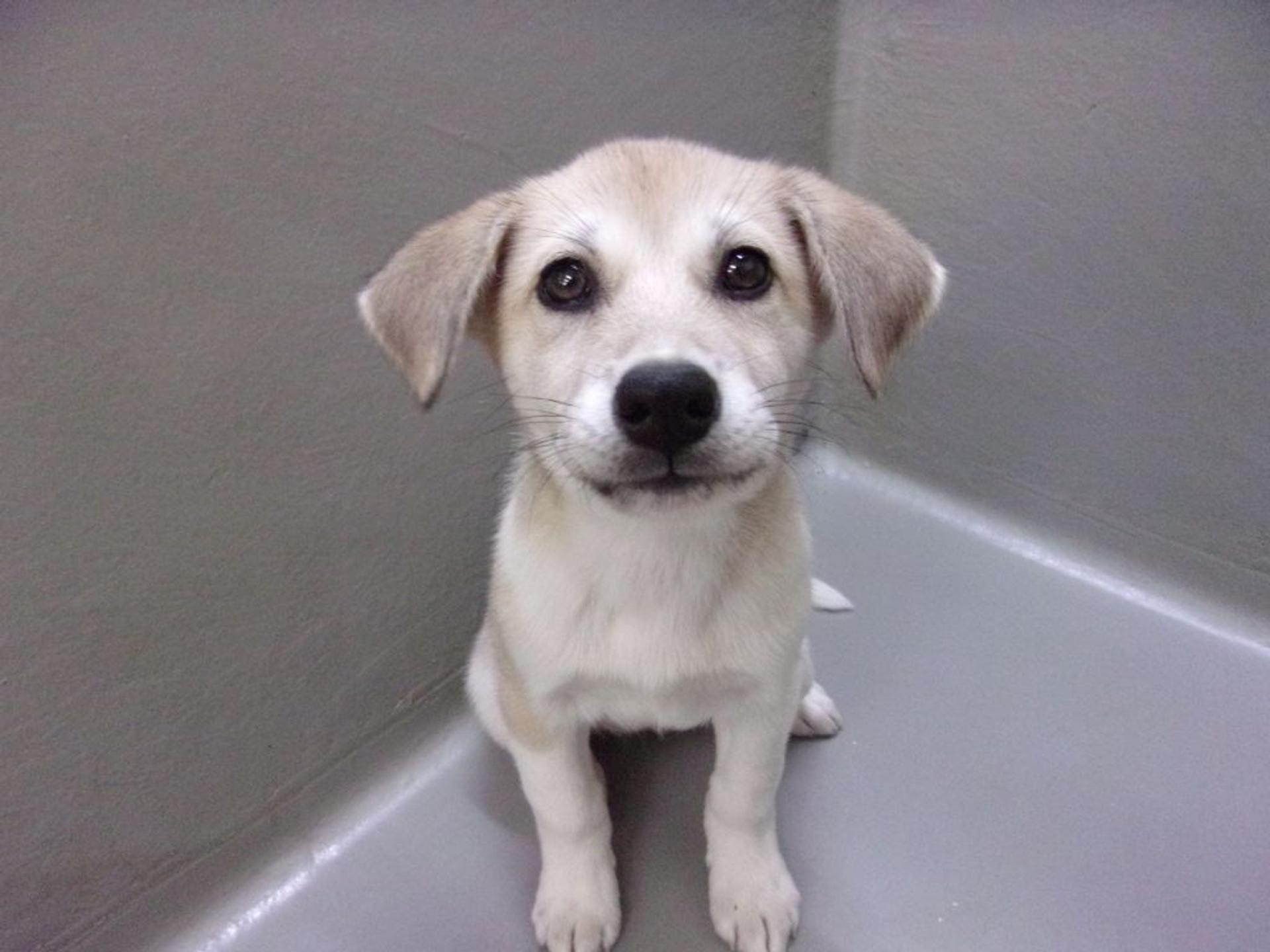 pet-image-3