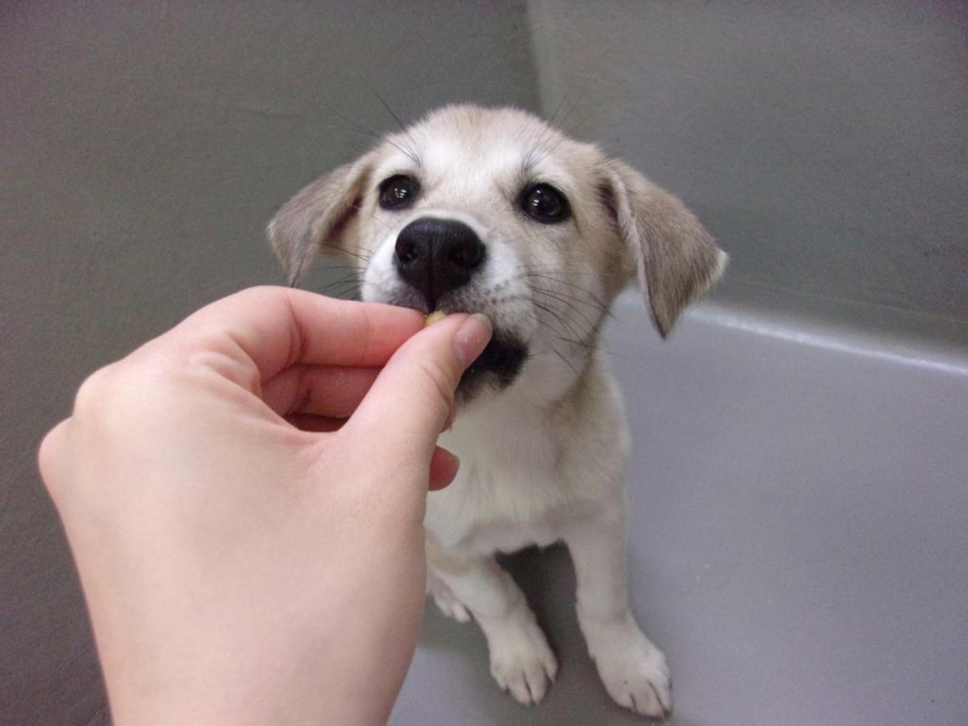 pet-image-4
