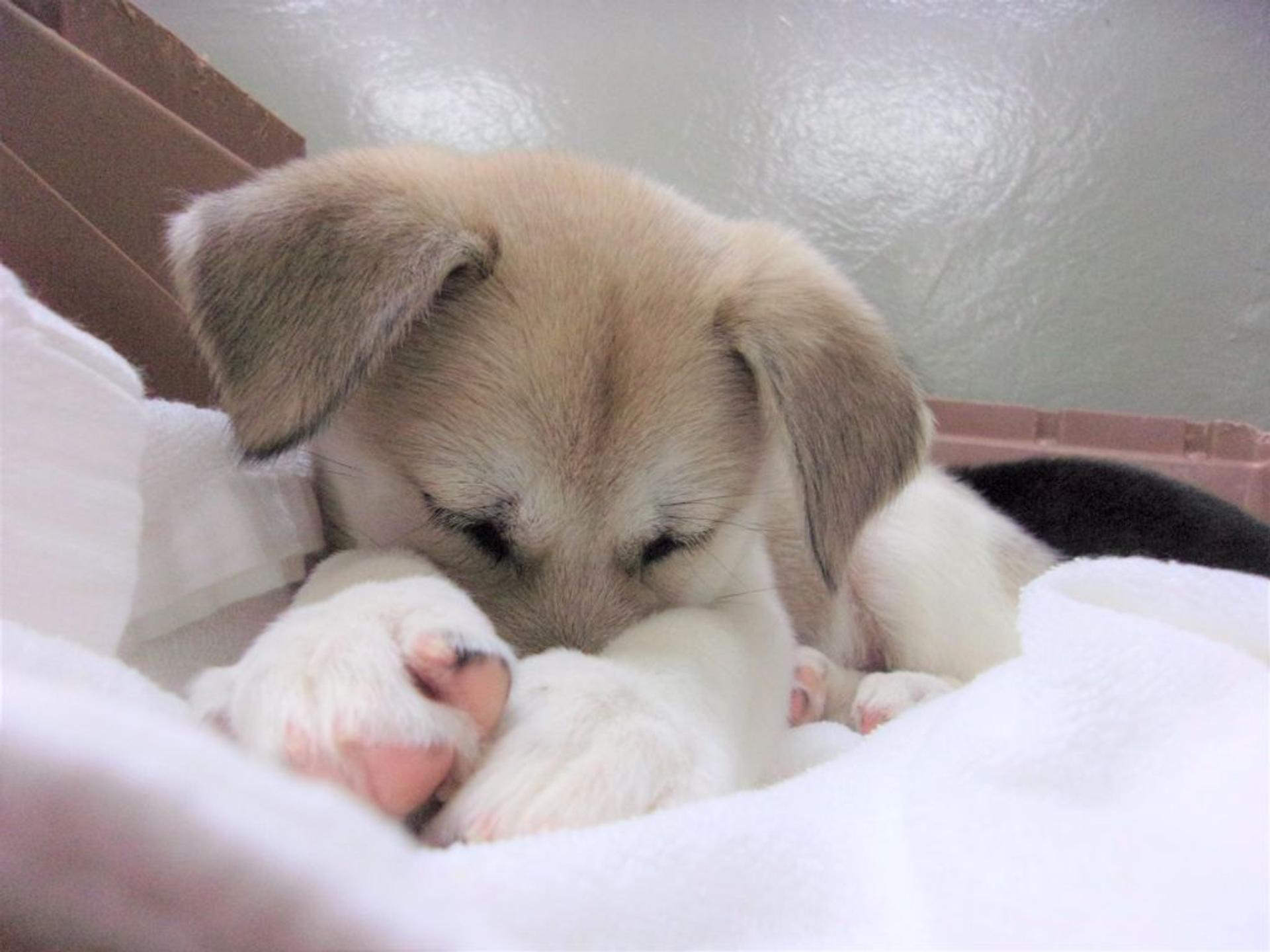 pet-image-5