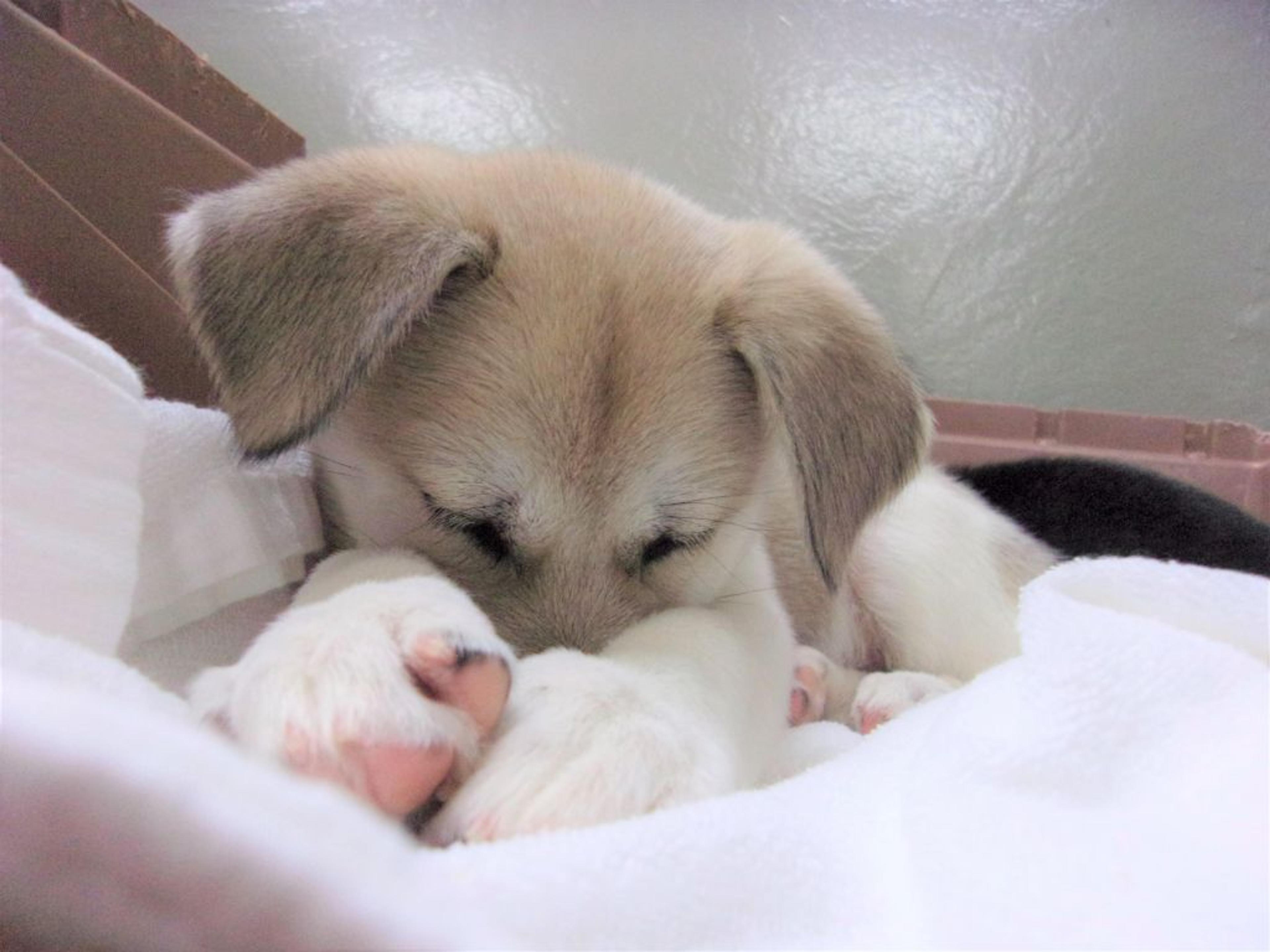 pet-image-5