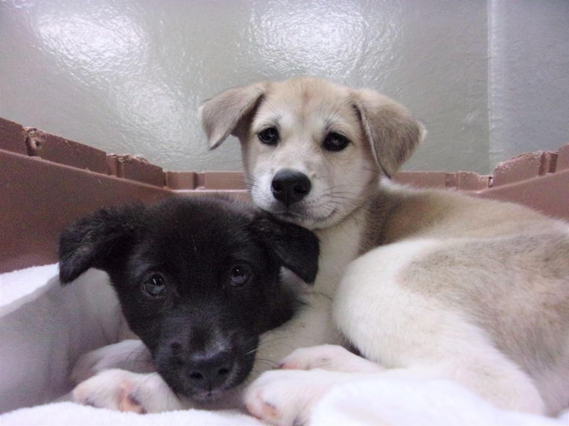 pet-image-6