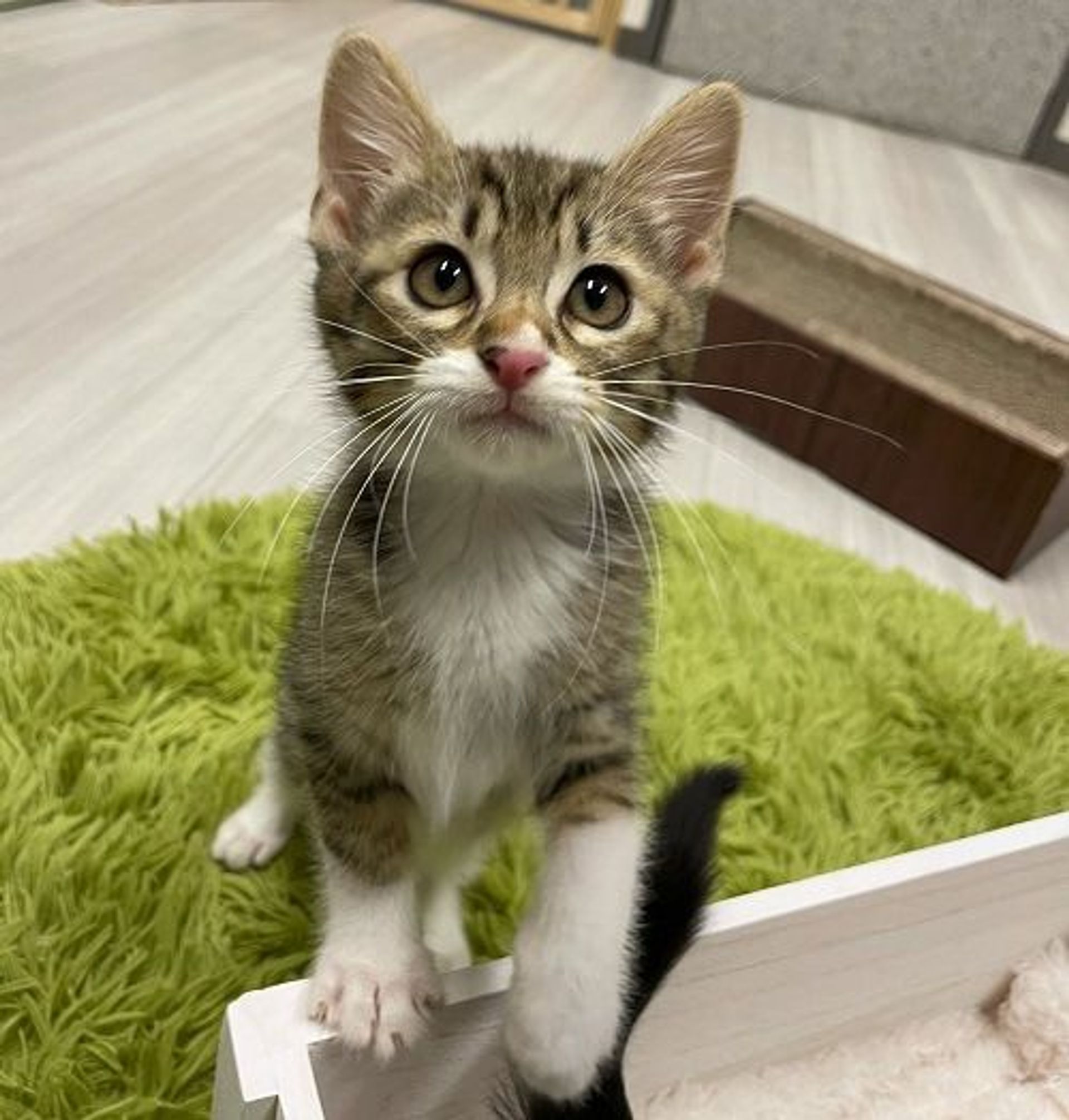 雑種（ミックス猫）・オスの里親募集の写真