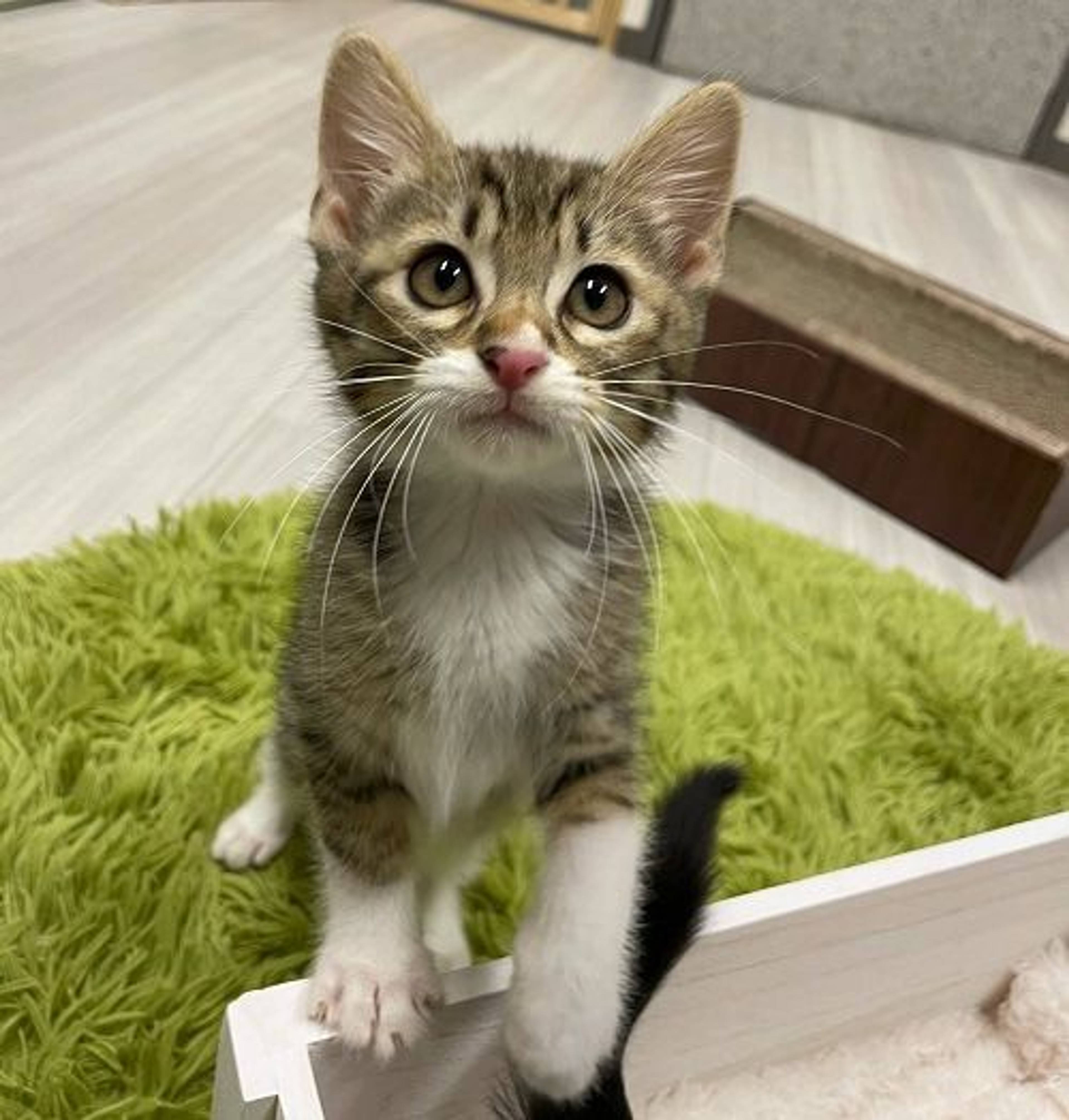 雑種（ミックス猫）・オスの里親募集の写真