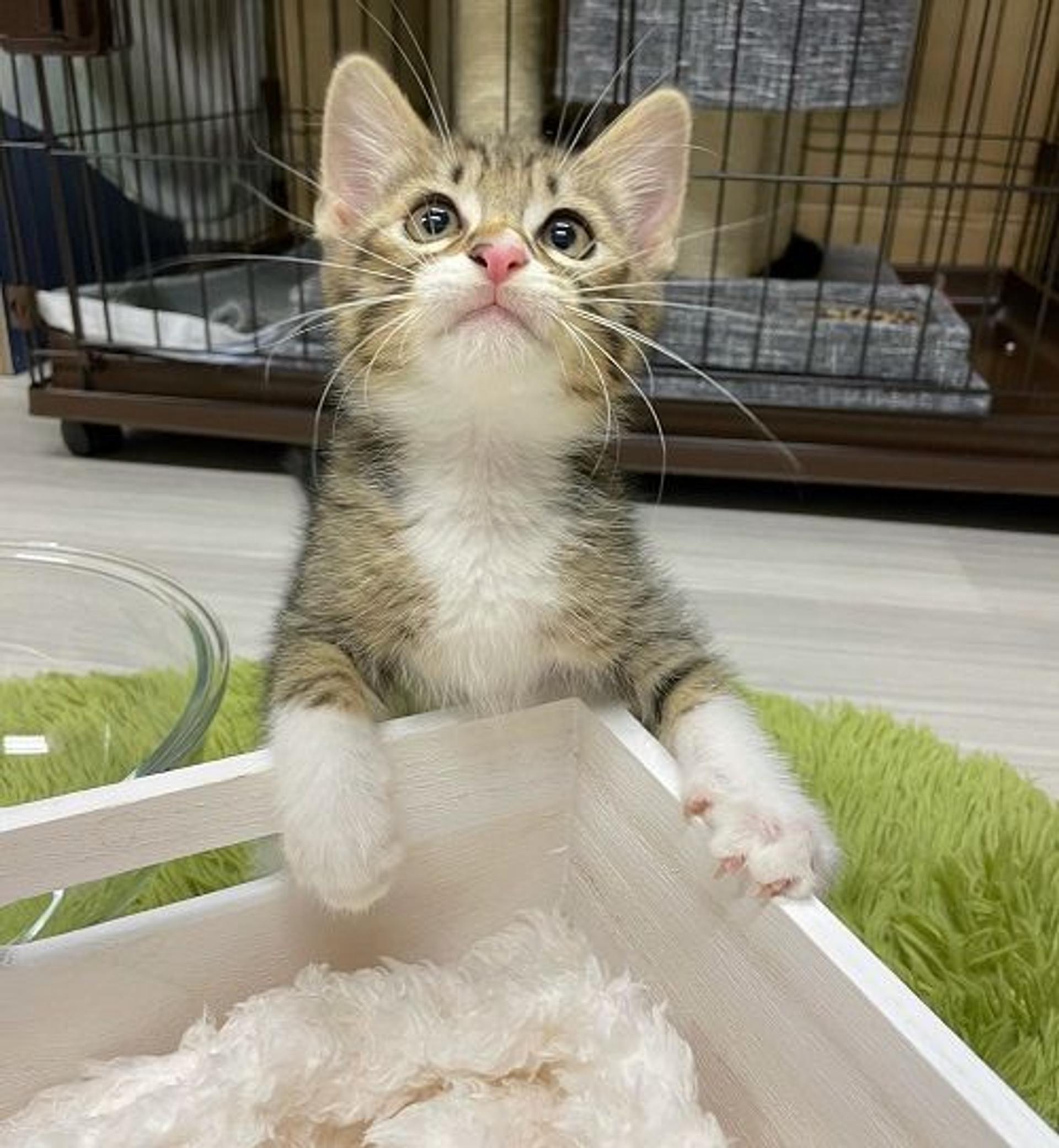 pet-image-3