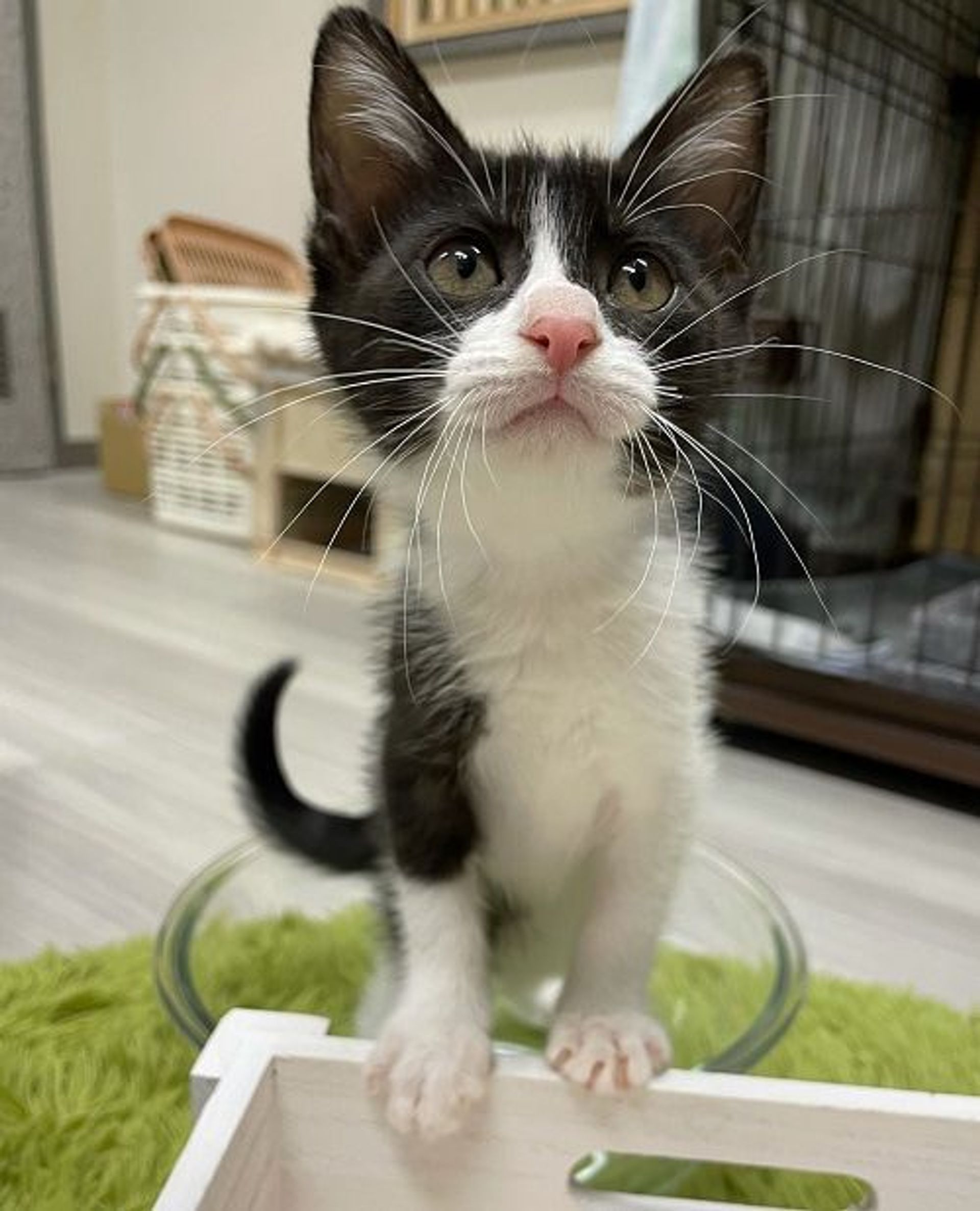 雑種（ミックス猫）・メスの里親募集の写真