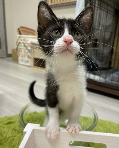 エマちゃん