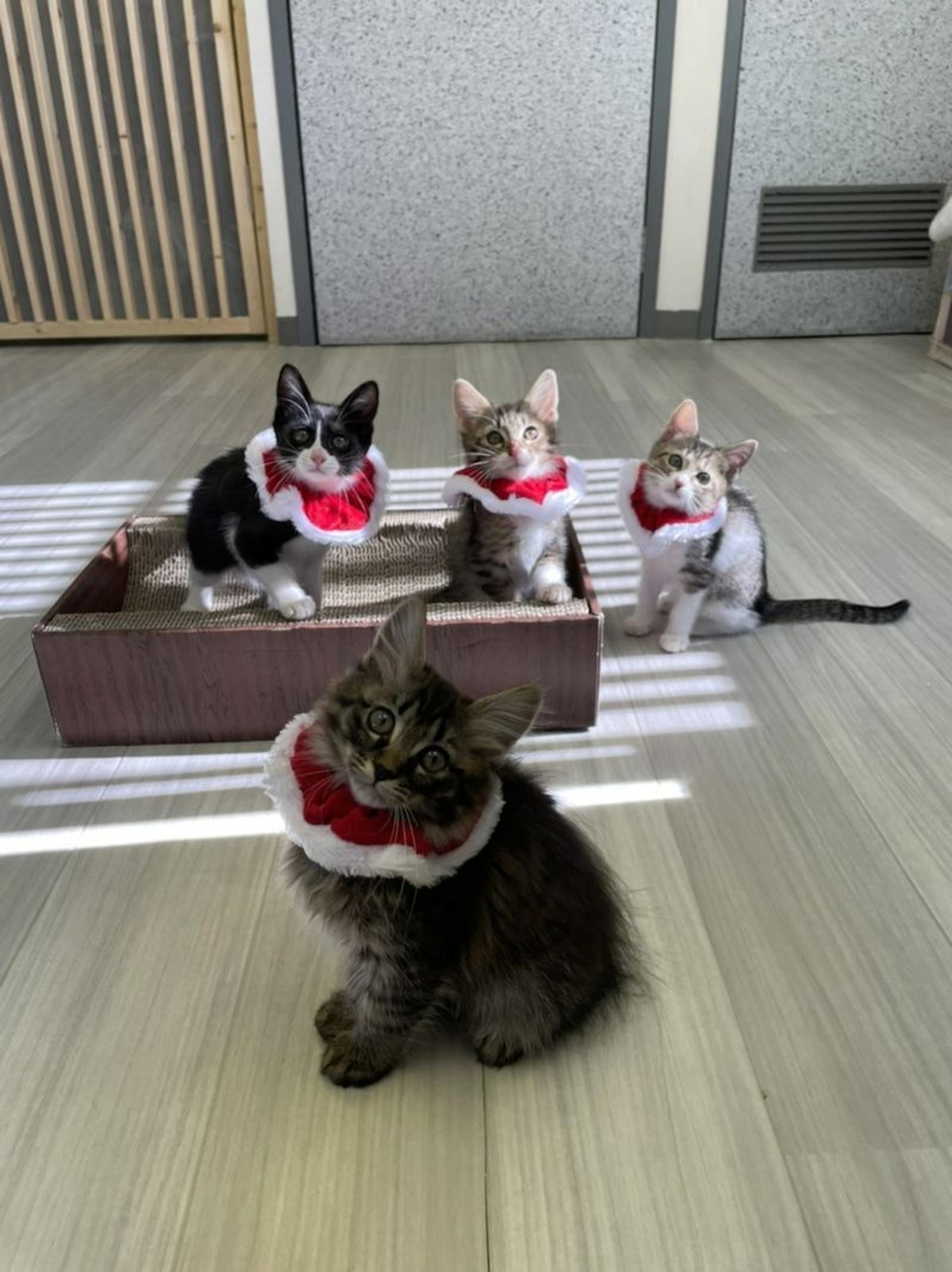 pet-image-3