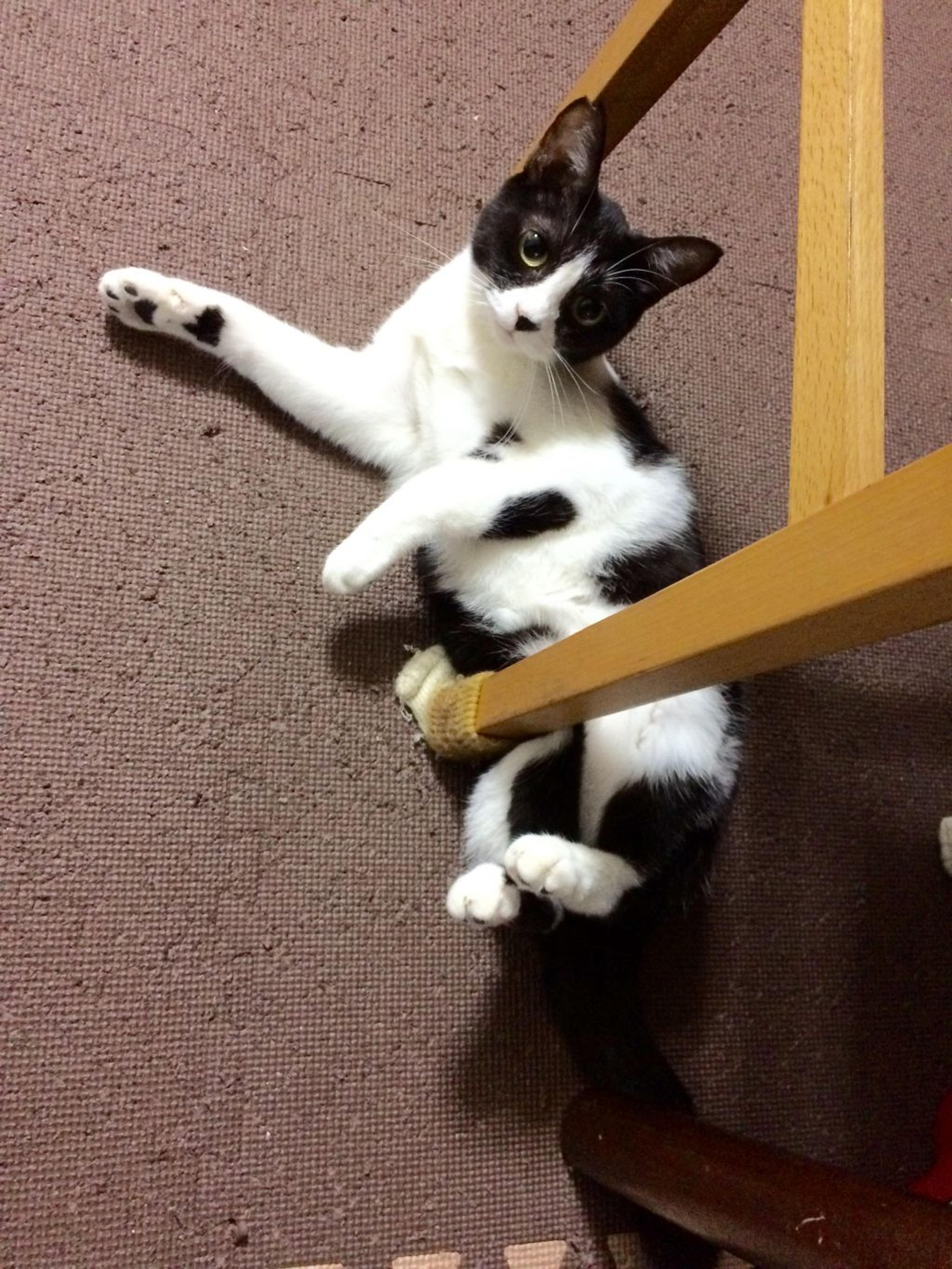 pet-image-2
