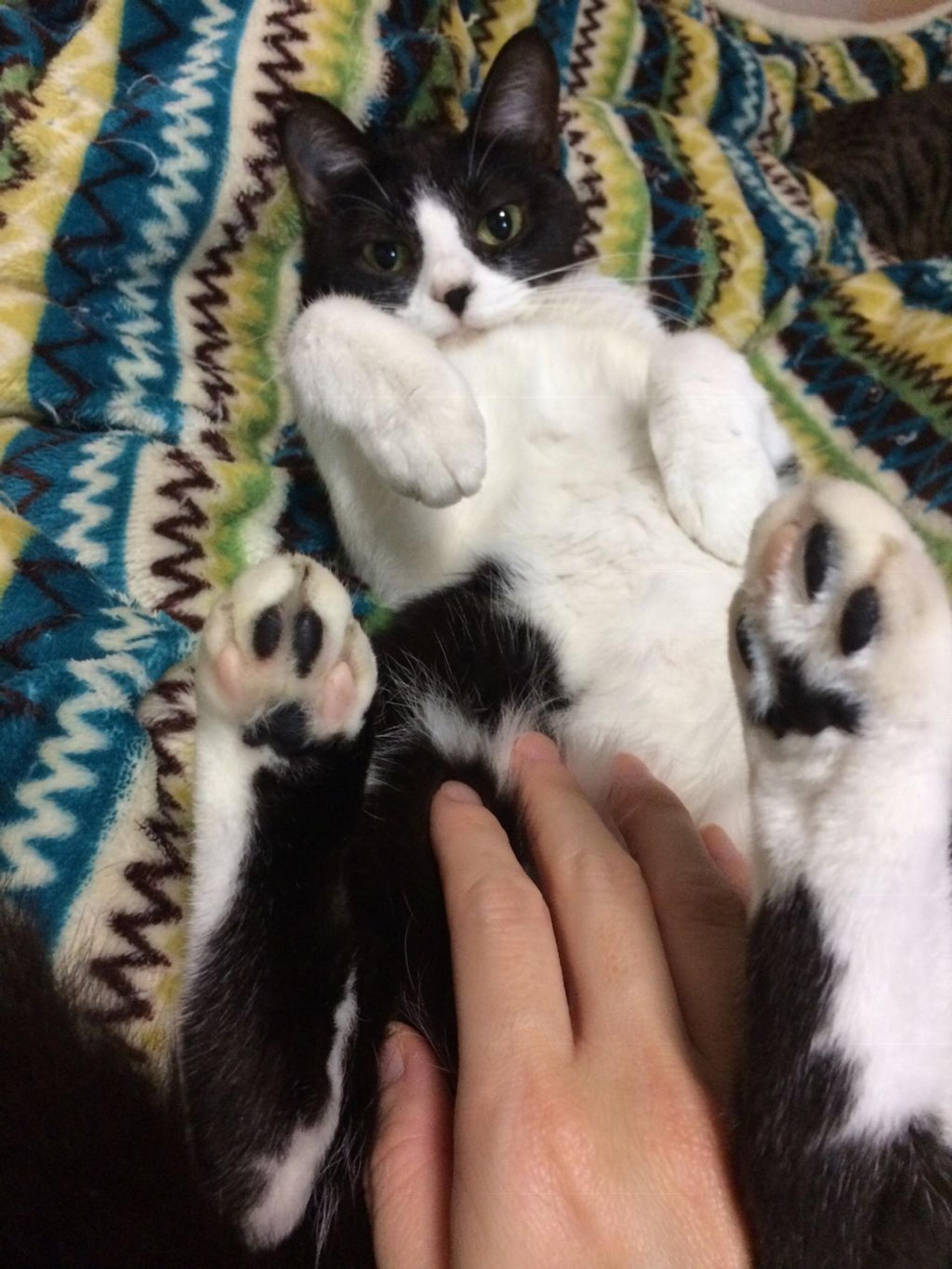 pet-image-3