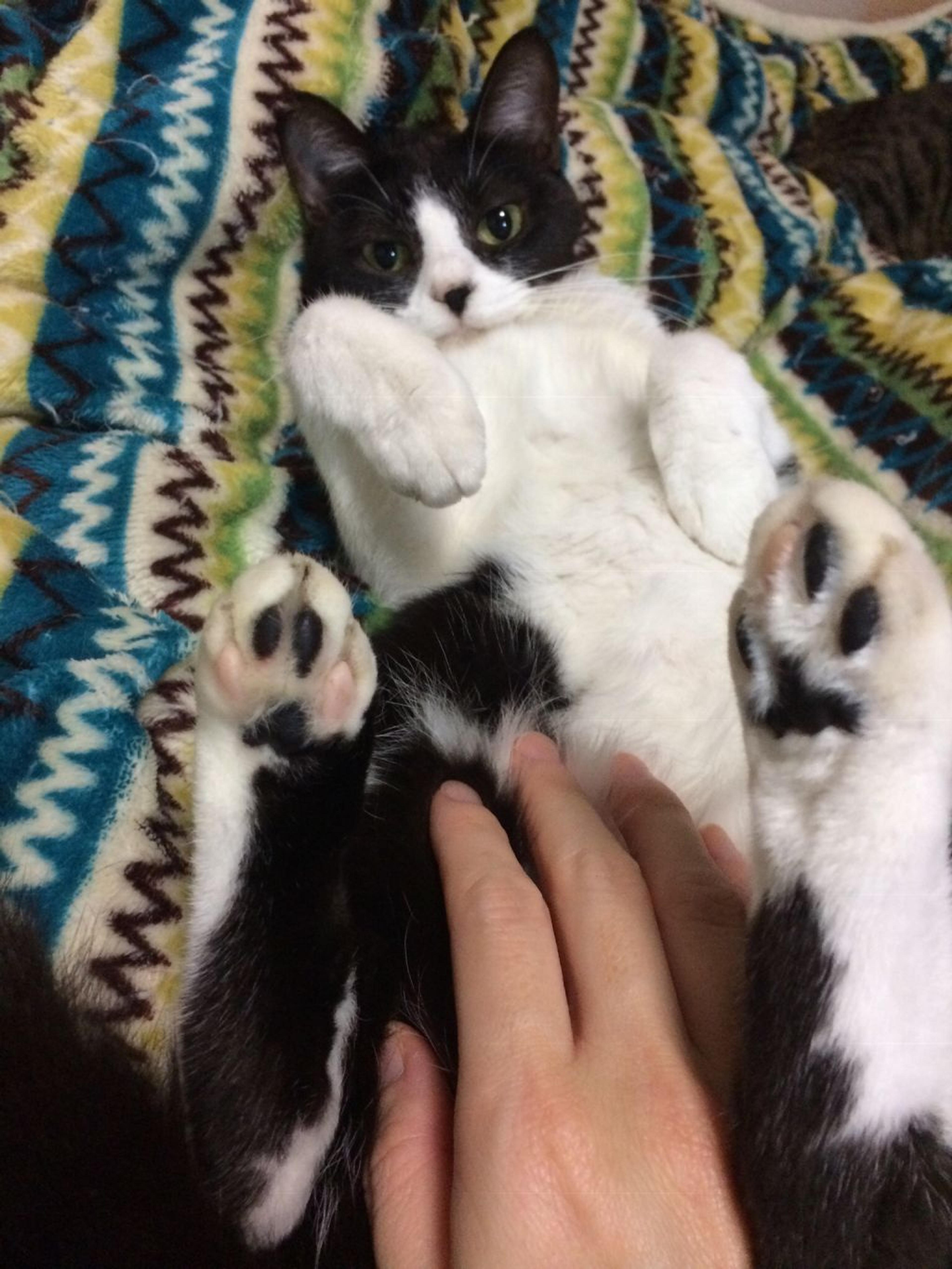 pet-image-3