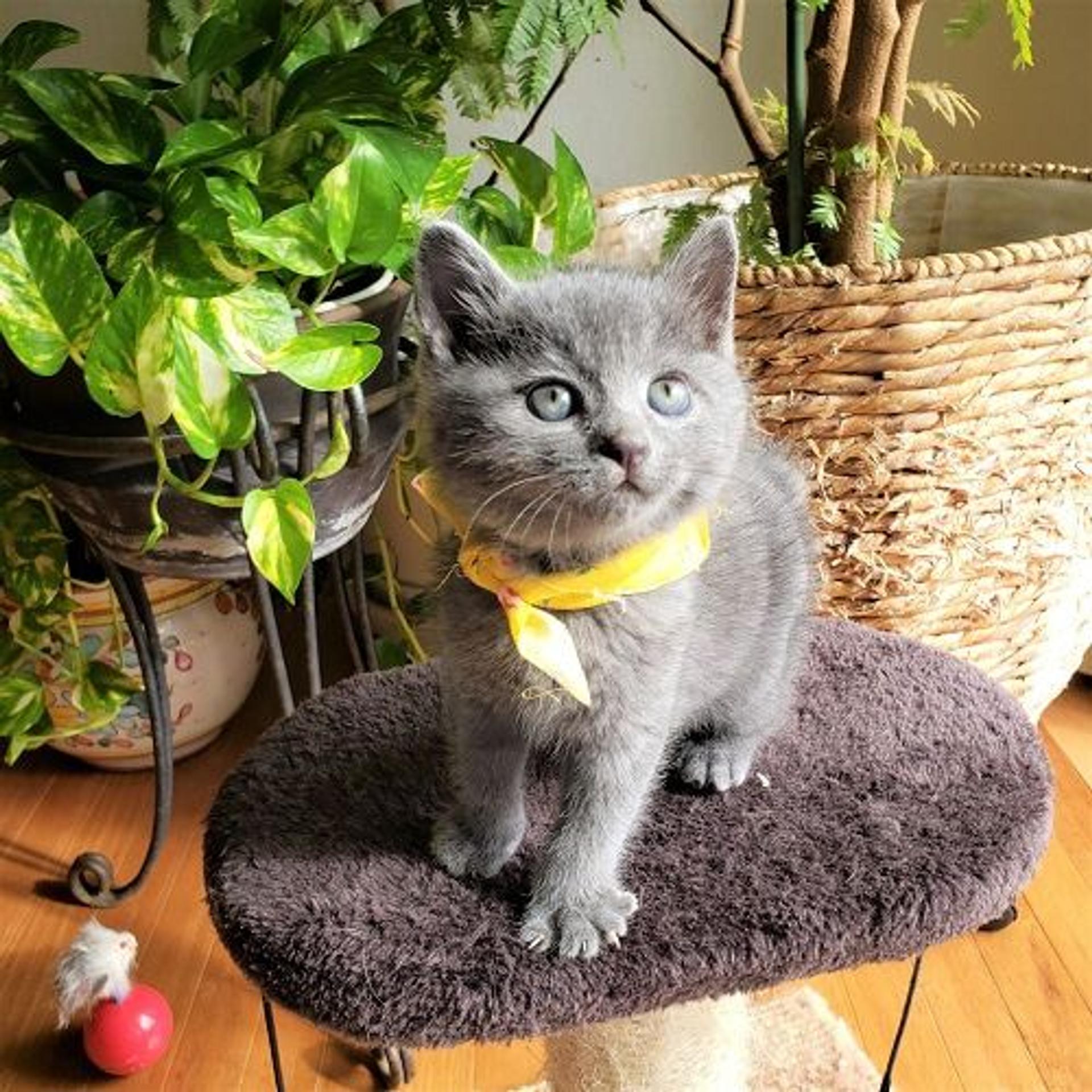 pet-image-2