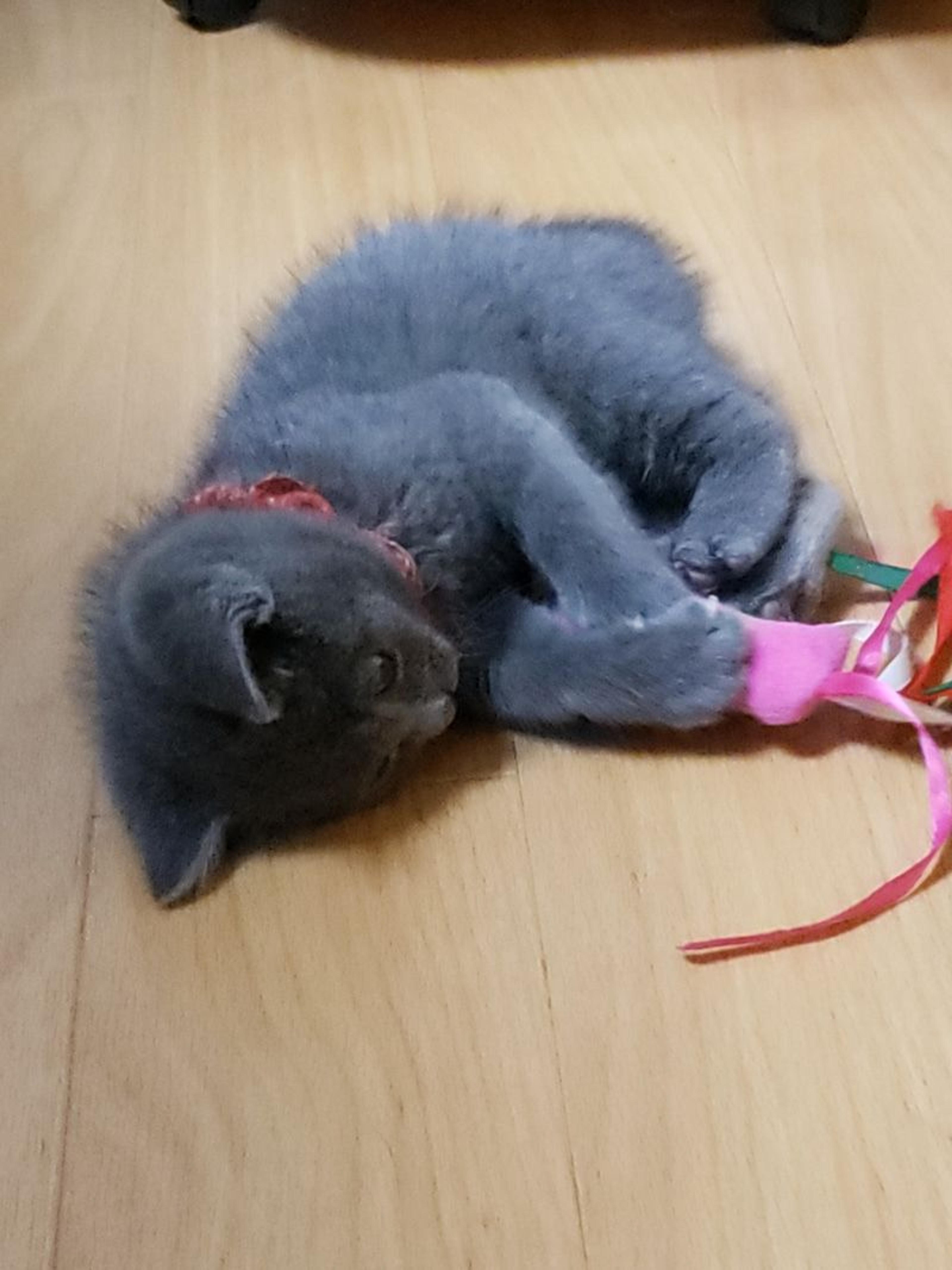 pet-image-3