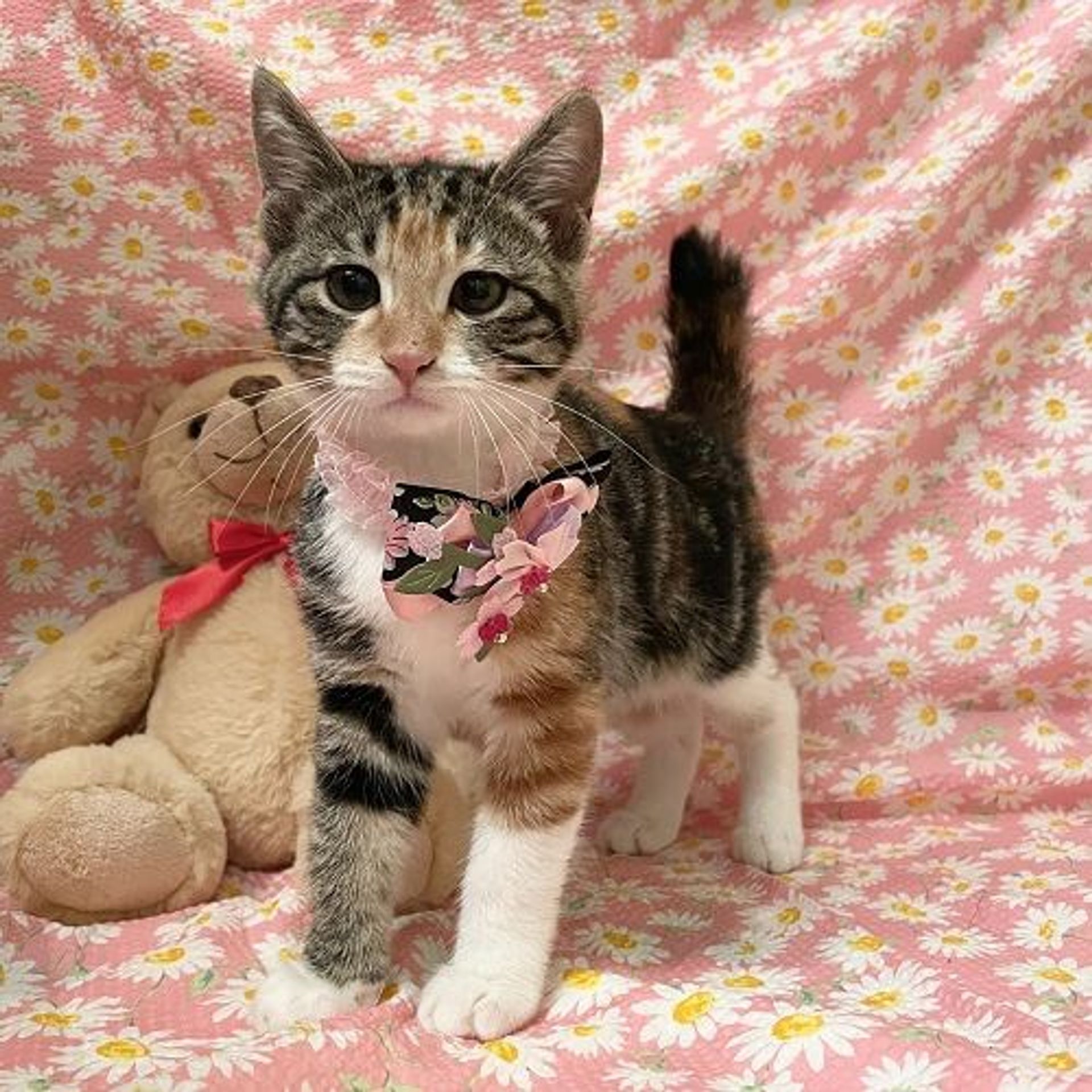 日本猫・メスの里親募集の写真