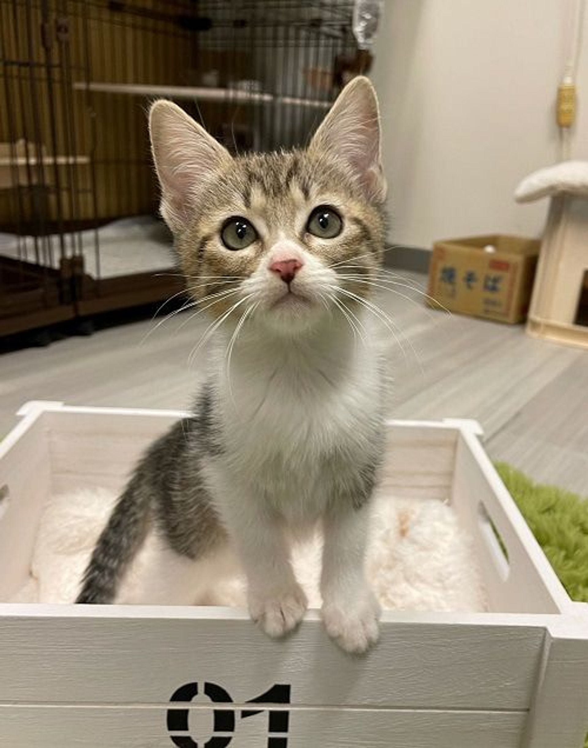 雑種（ミックス猫）・メスの里親募集の写真