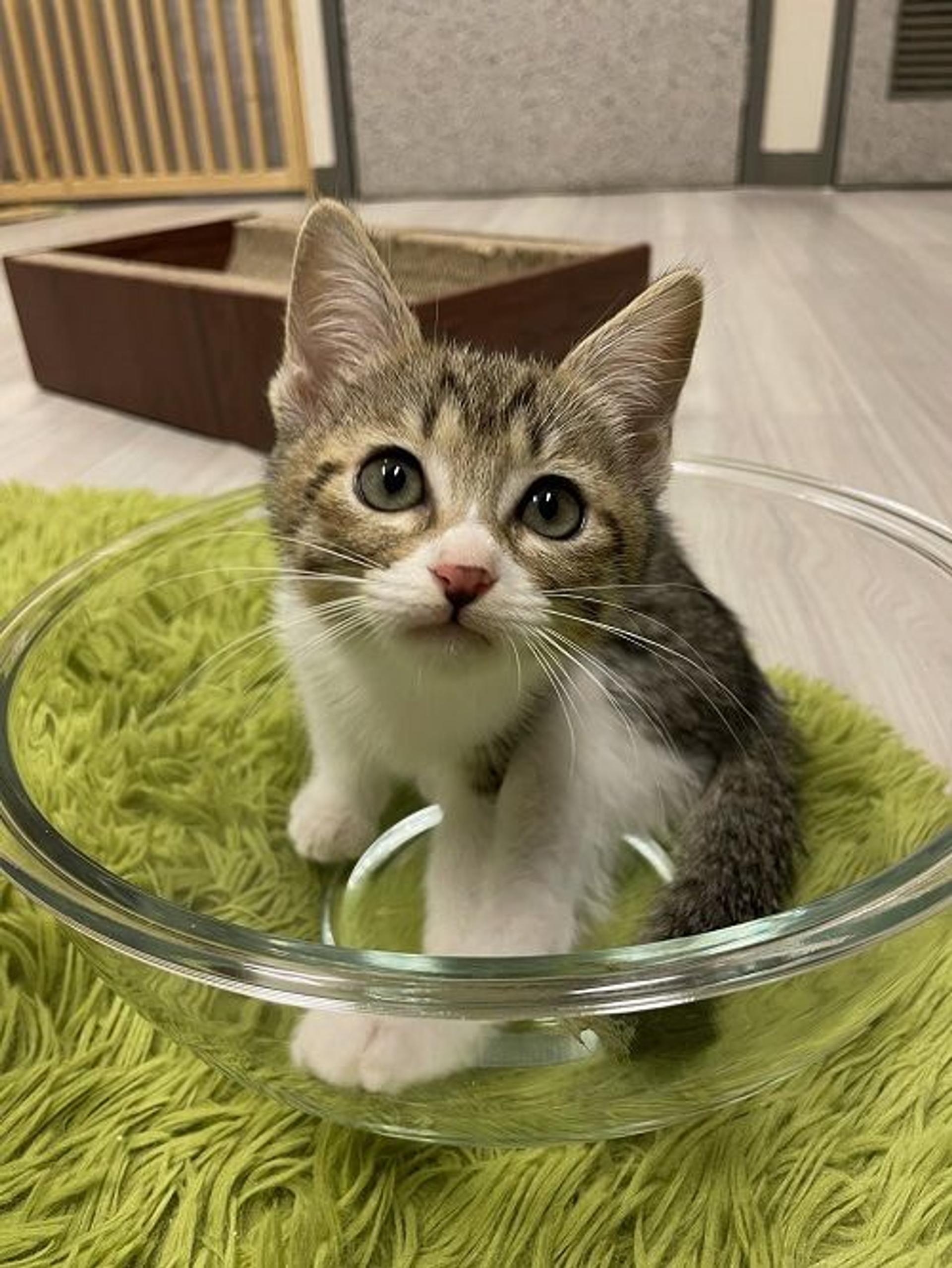 pet-image-2