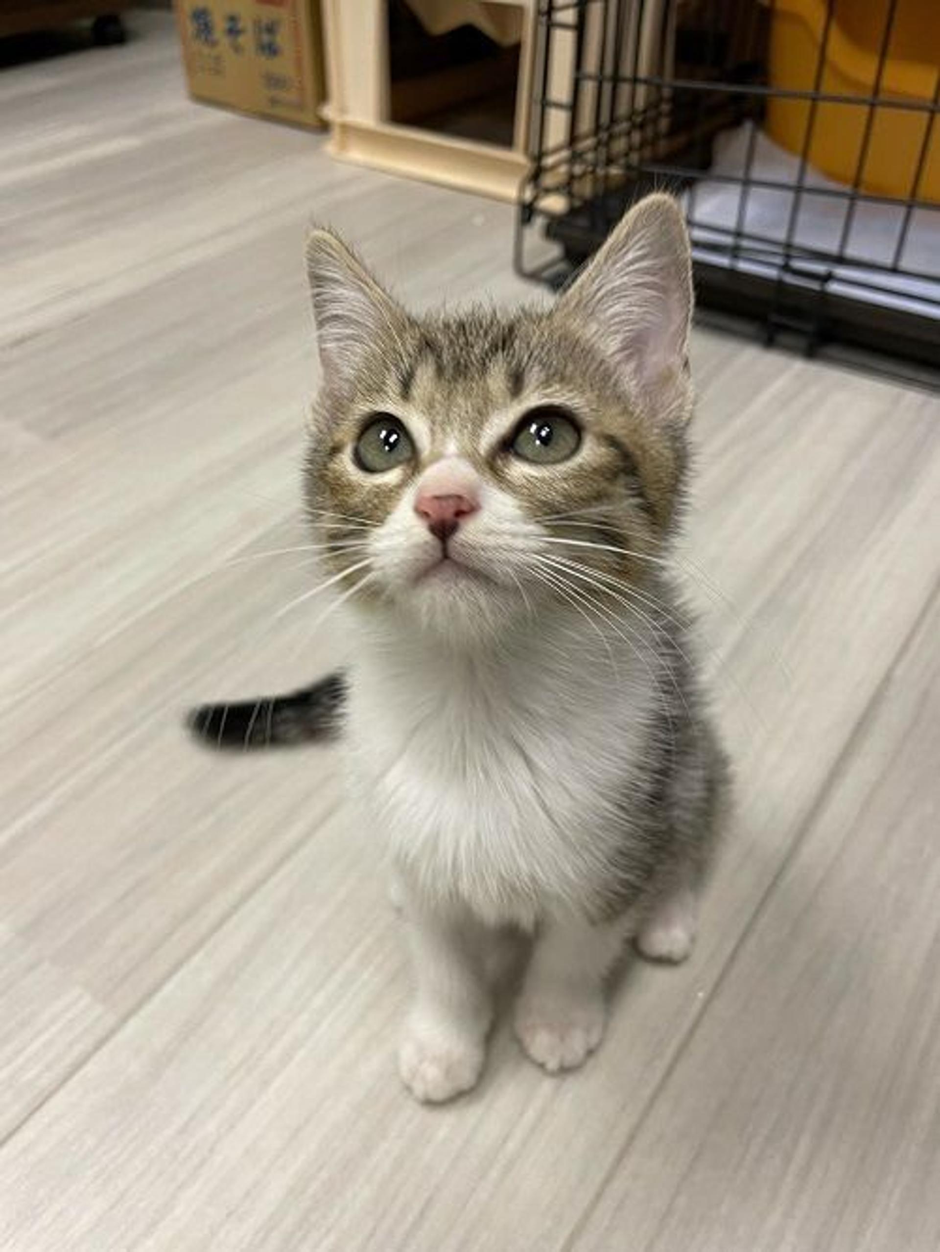pet-image-3