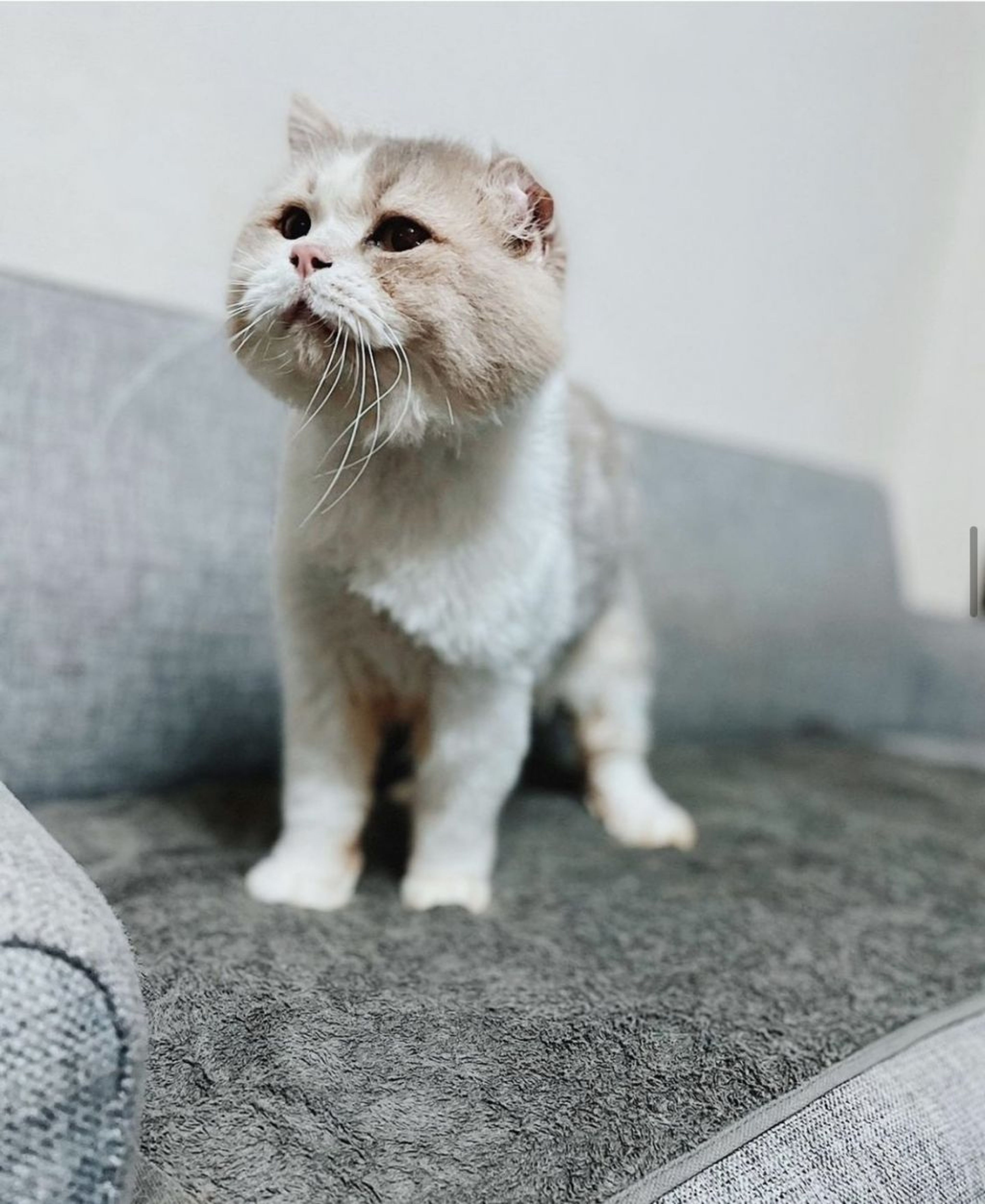 サイベリアン・オスの里親募集の写真