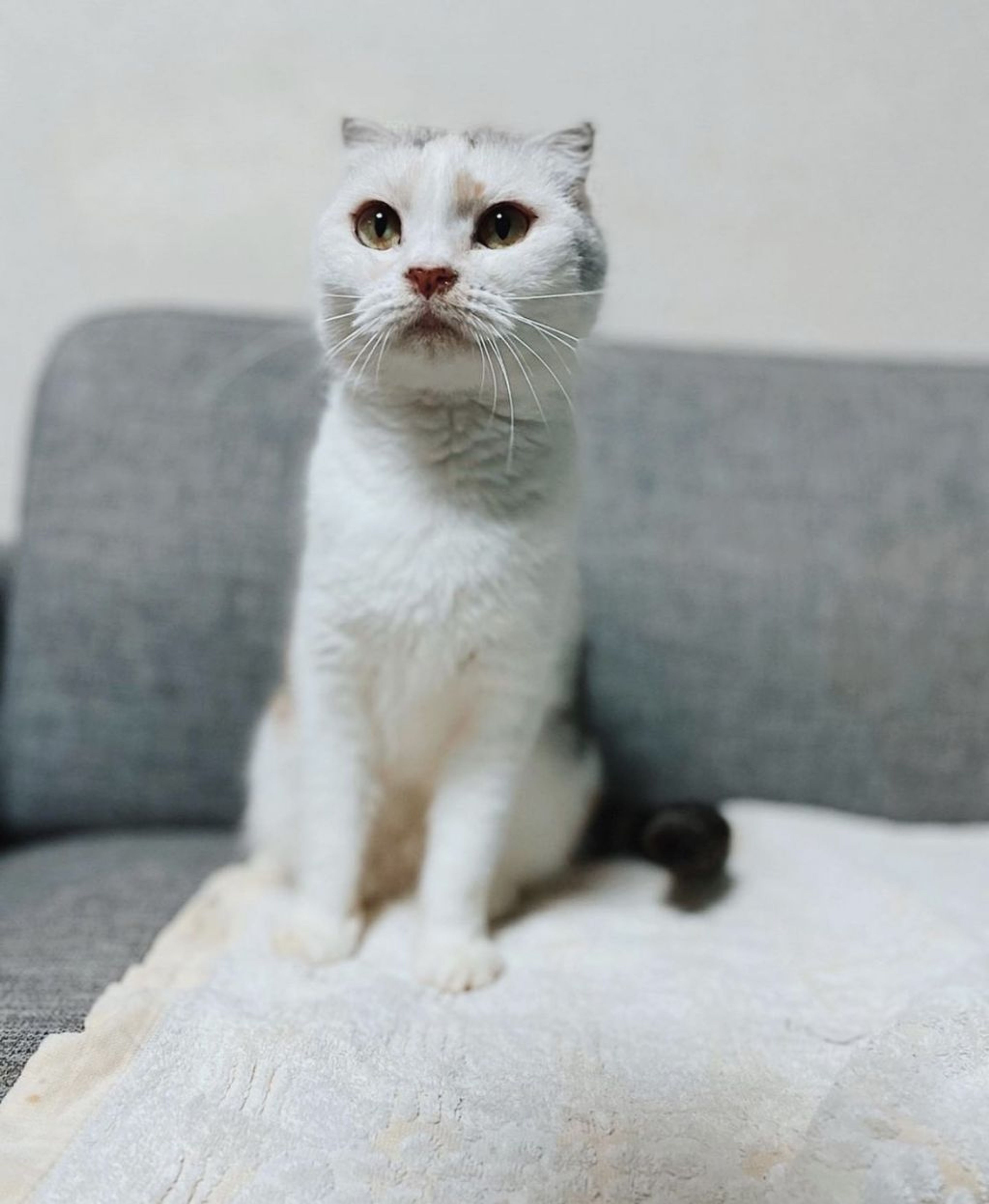 スコティッシュフォールド・メスの里親募集の写真
