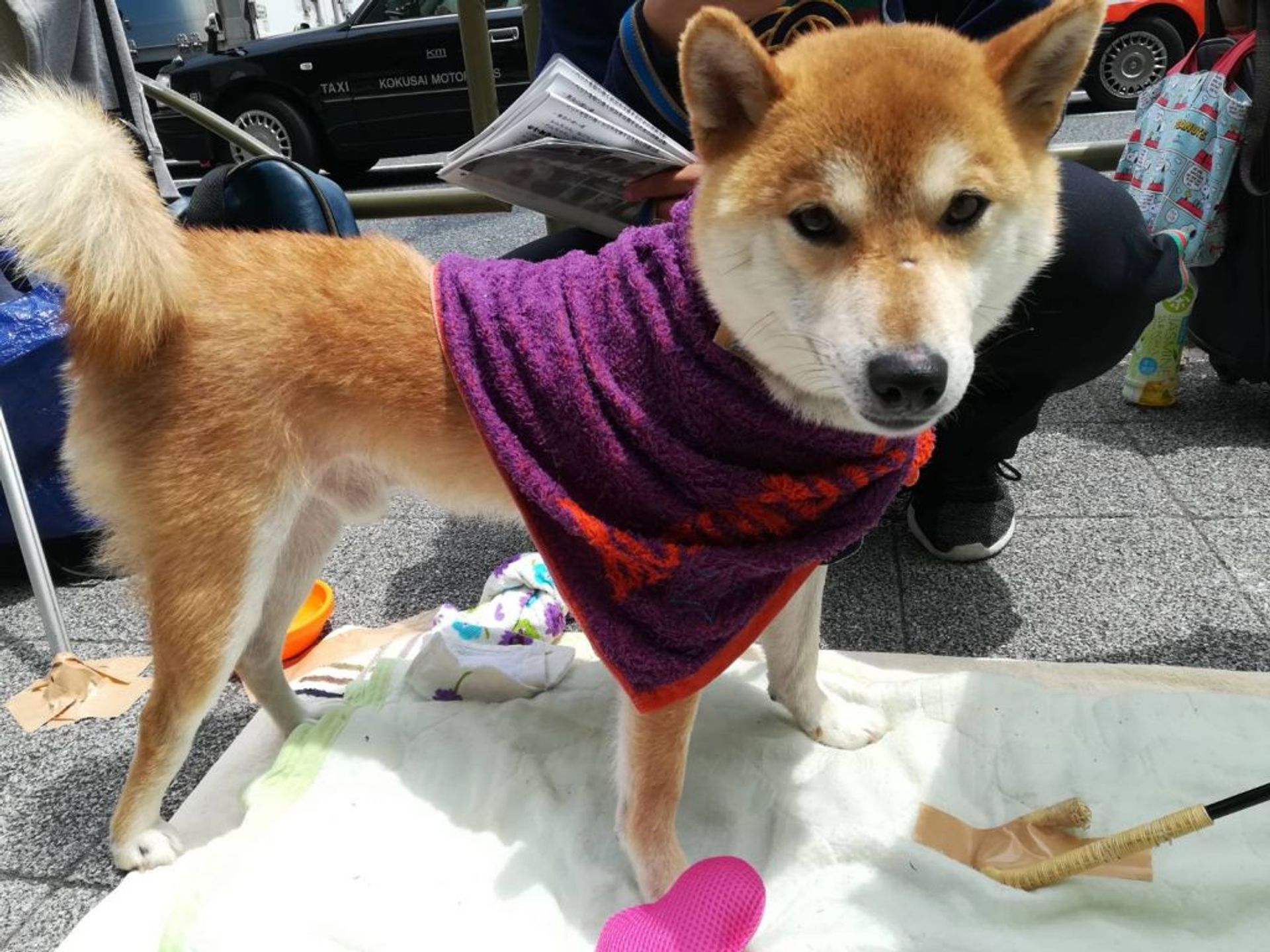 柴犬・オスの里親募集の写真