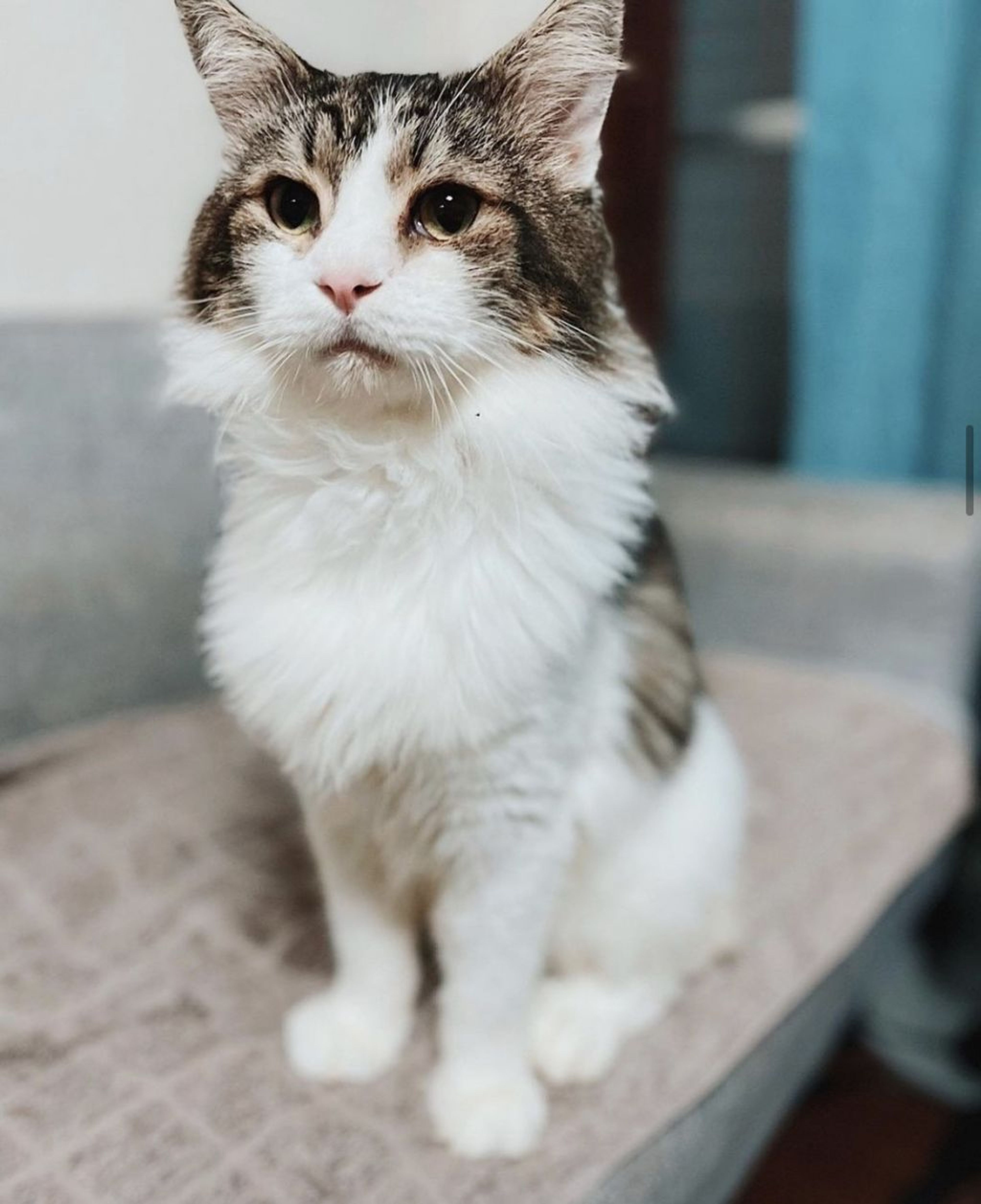 ノルウェージャンフォレストキャット・オスの里親募集の写真