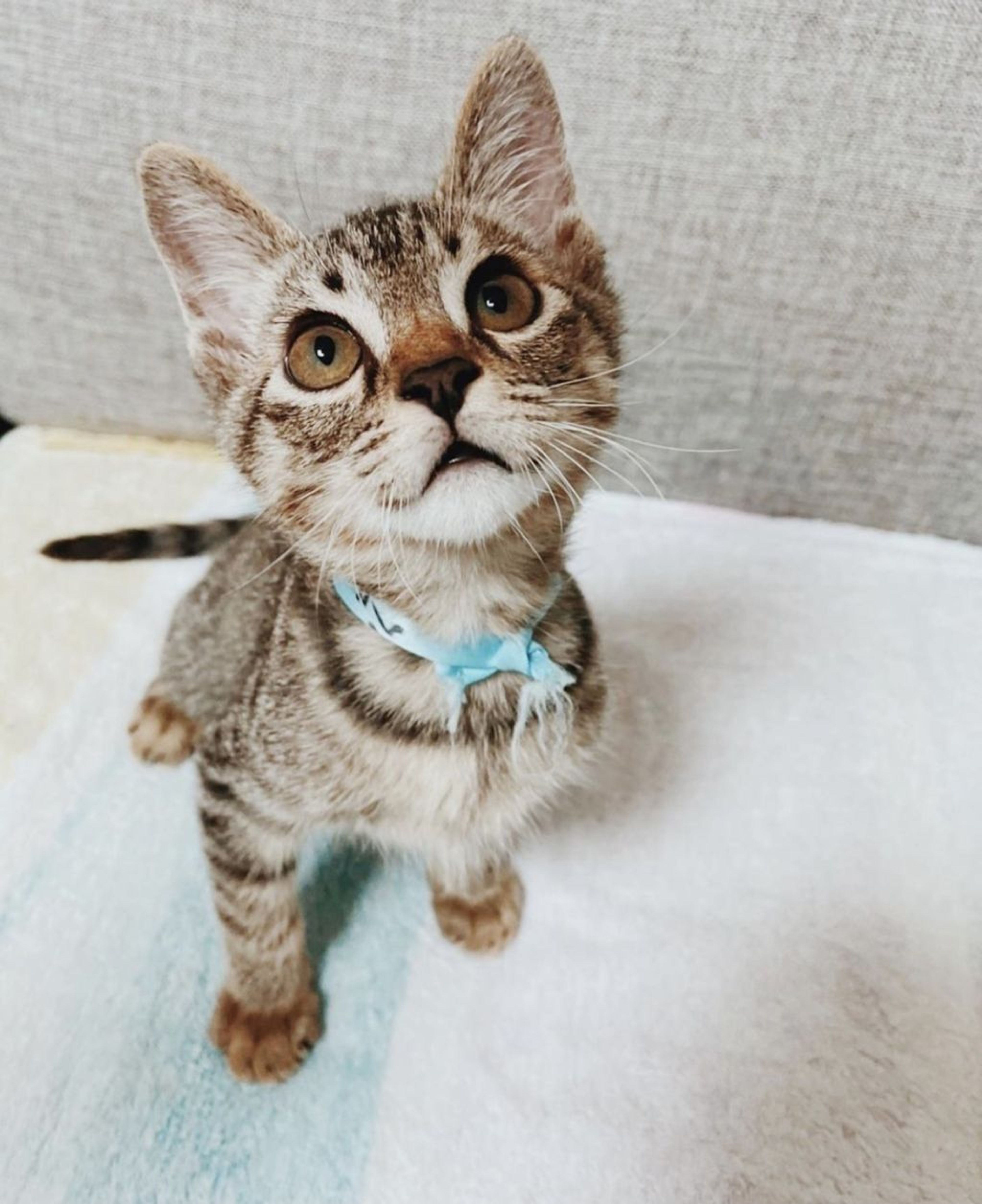雑種（ミックス猫）・オスの里親募集の写真