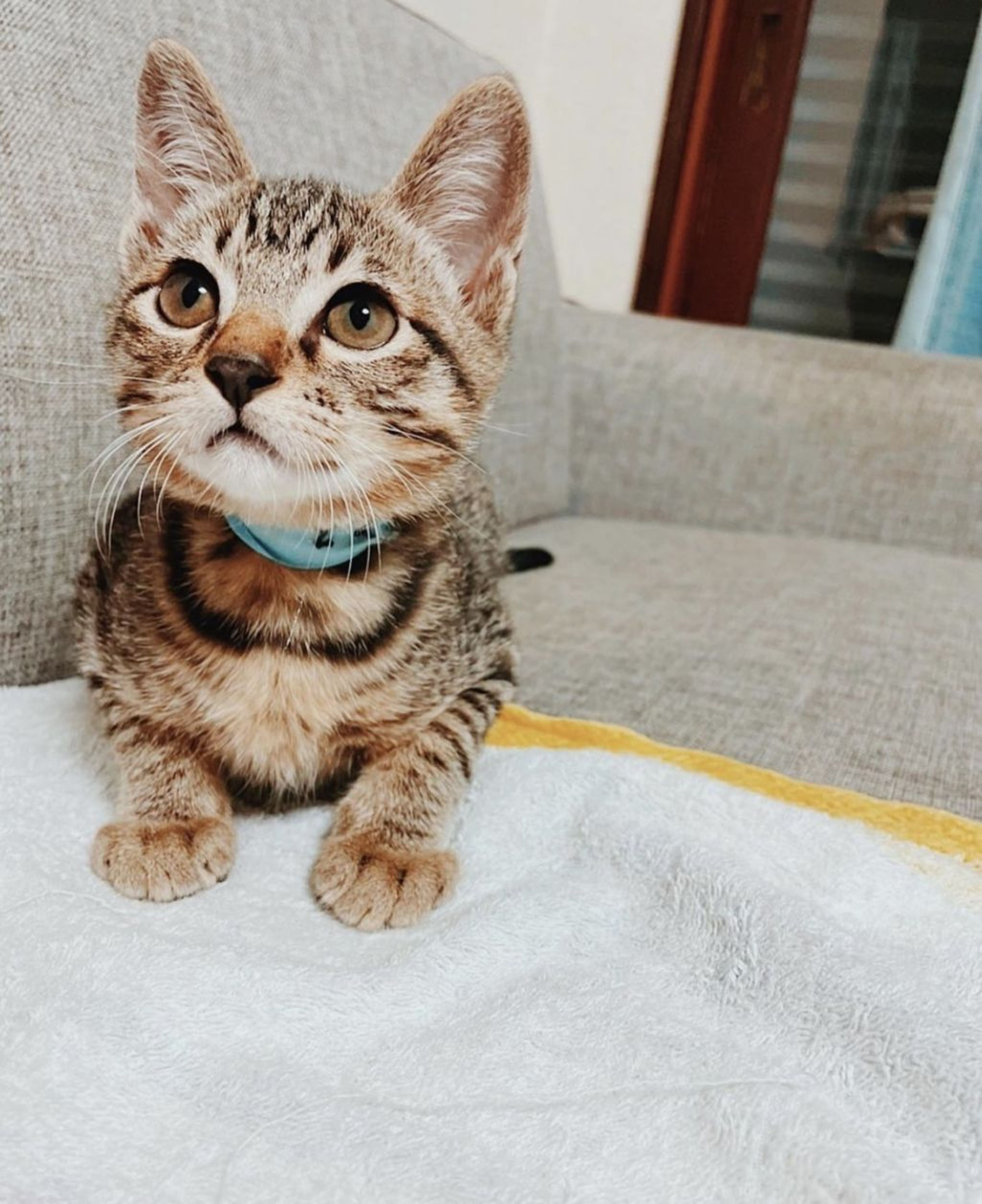 雑種（ミックス猫）・メスの里親募集の写真