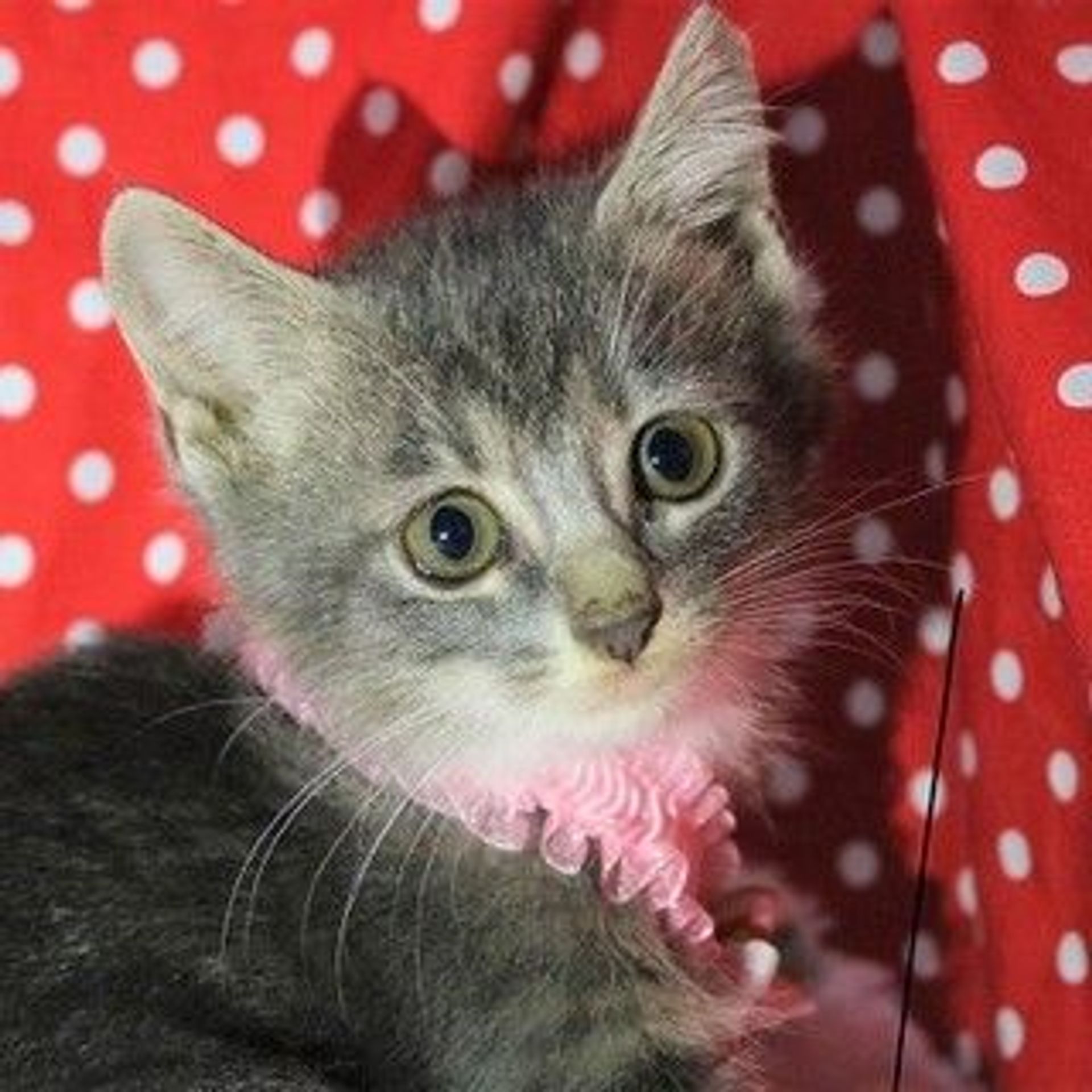 雑種（ミックス猫）・メスの里親募集の写真