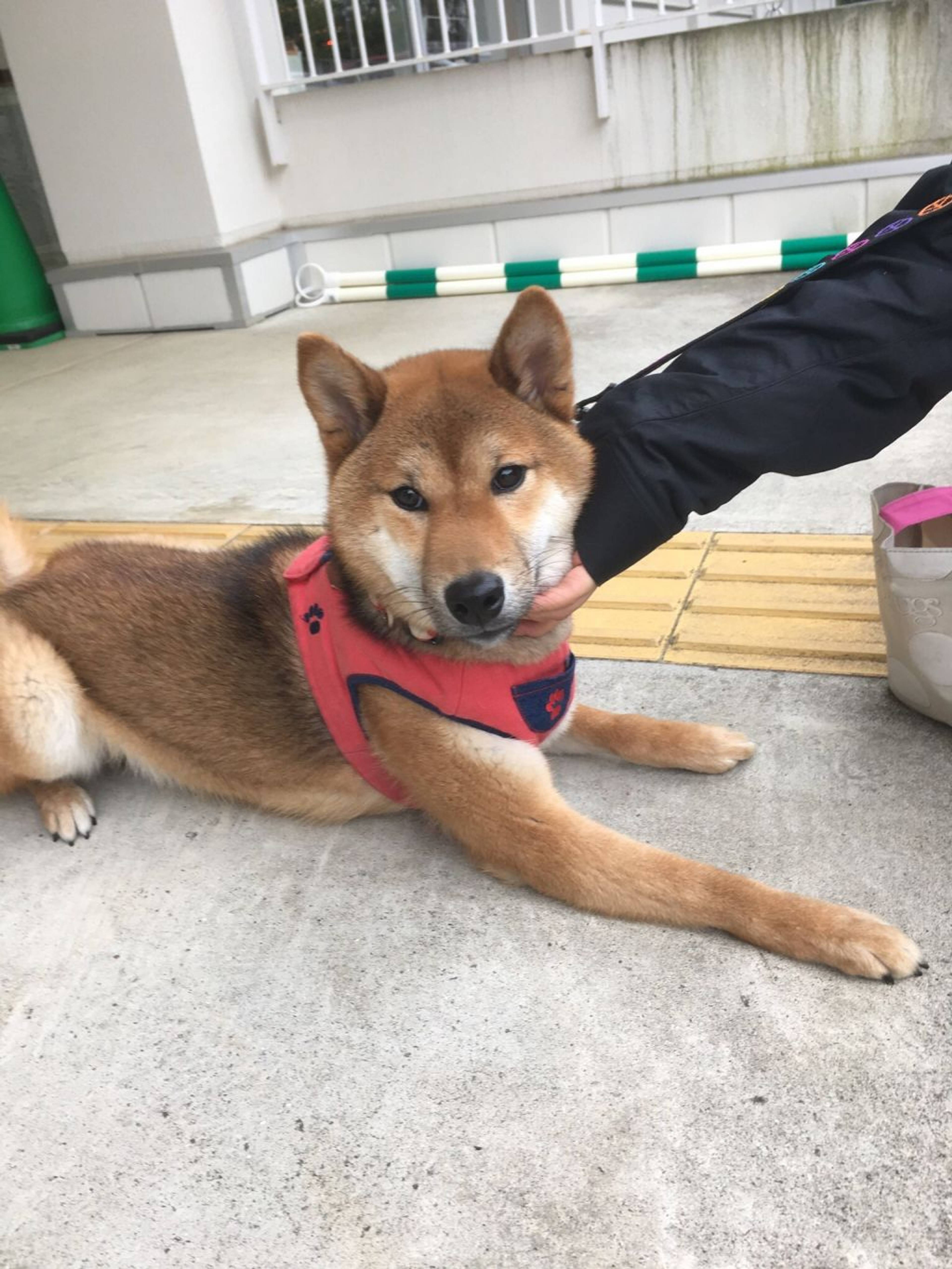 柴犬・オスの里親募集の写真