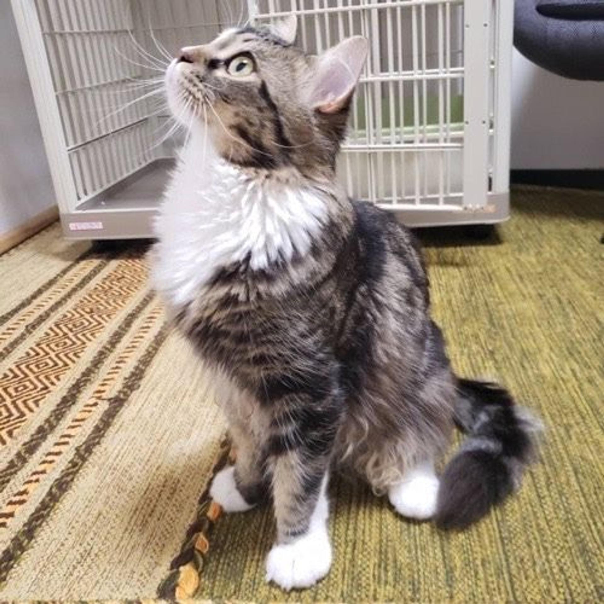 pet-image-5