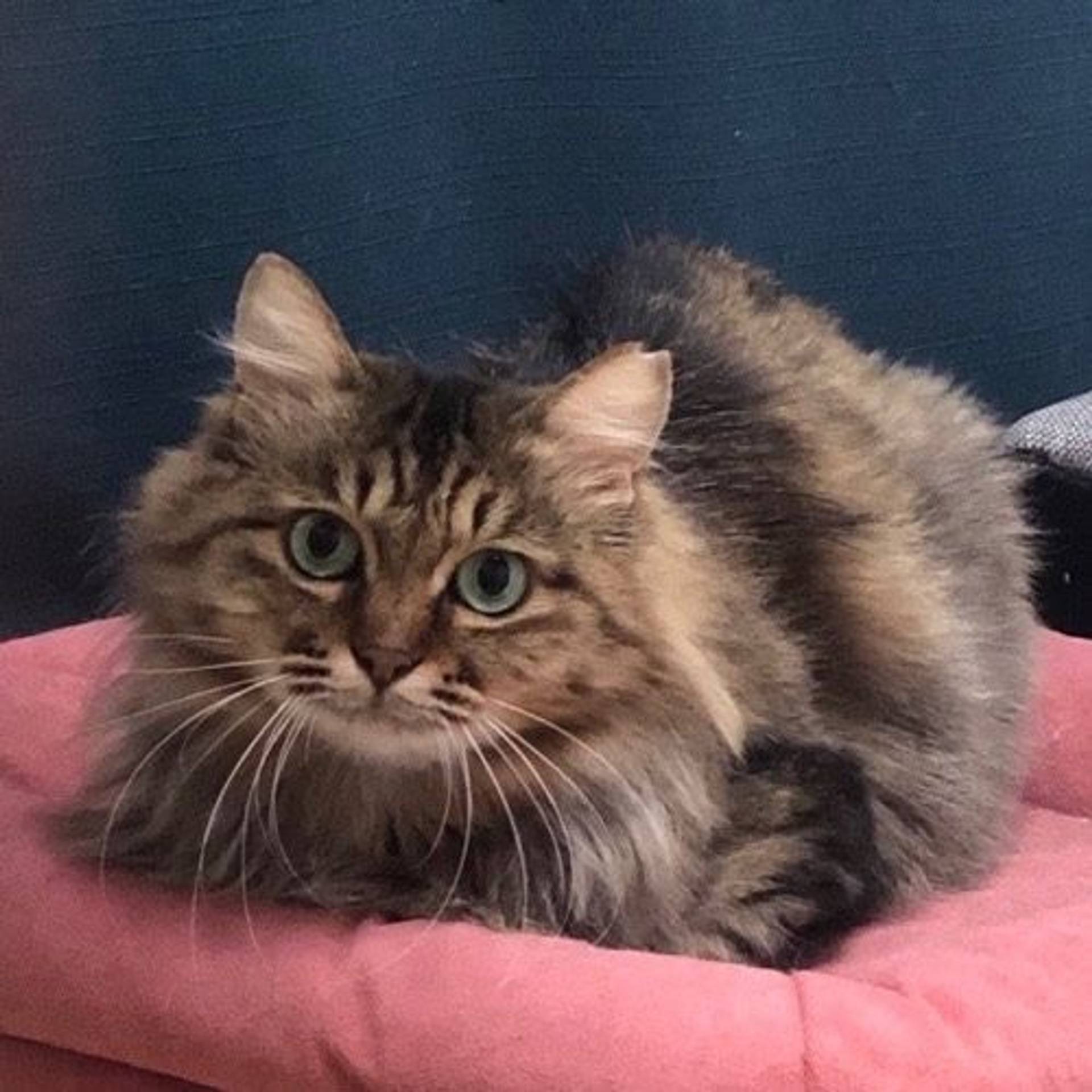 雑種（ミックス猫）・メスの里親募集の写真