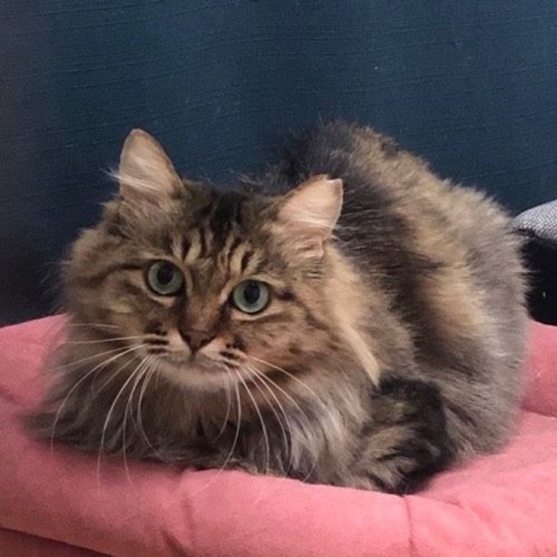 雑種（ミックス猫）・メスの里親募集の写真