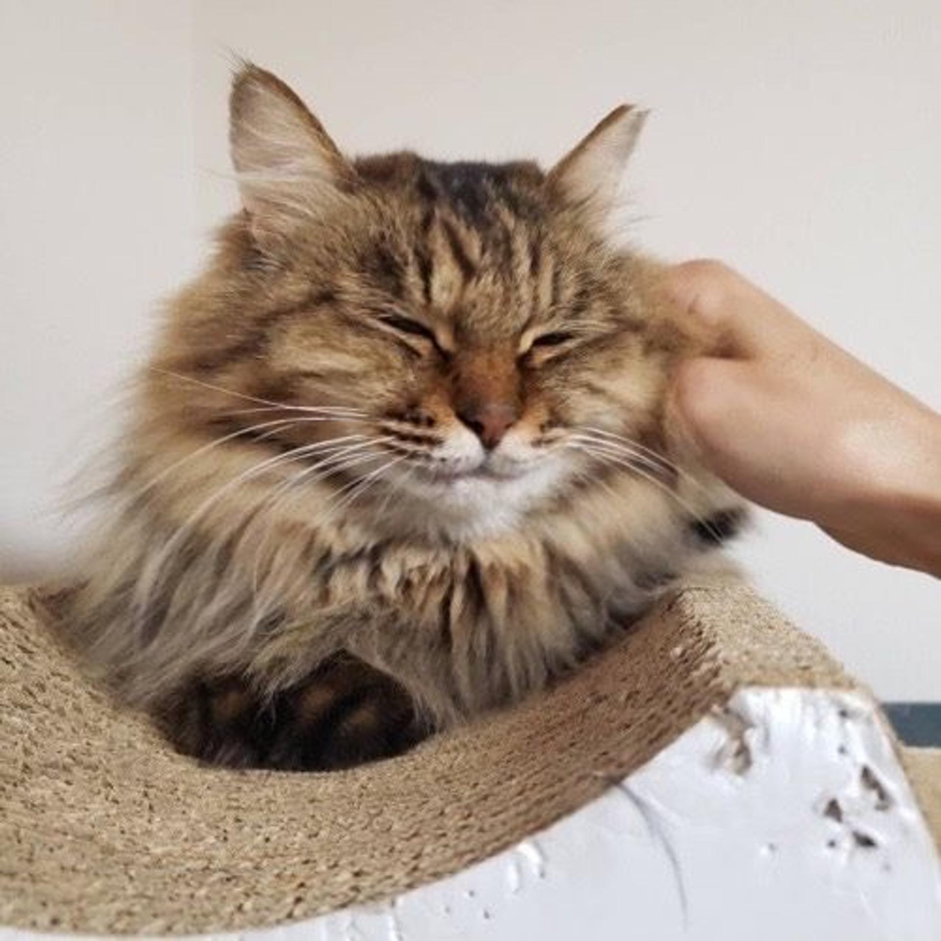 pet-image-6