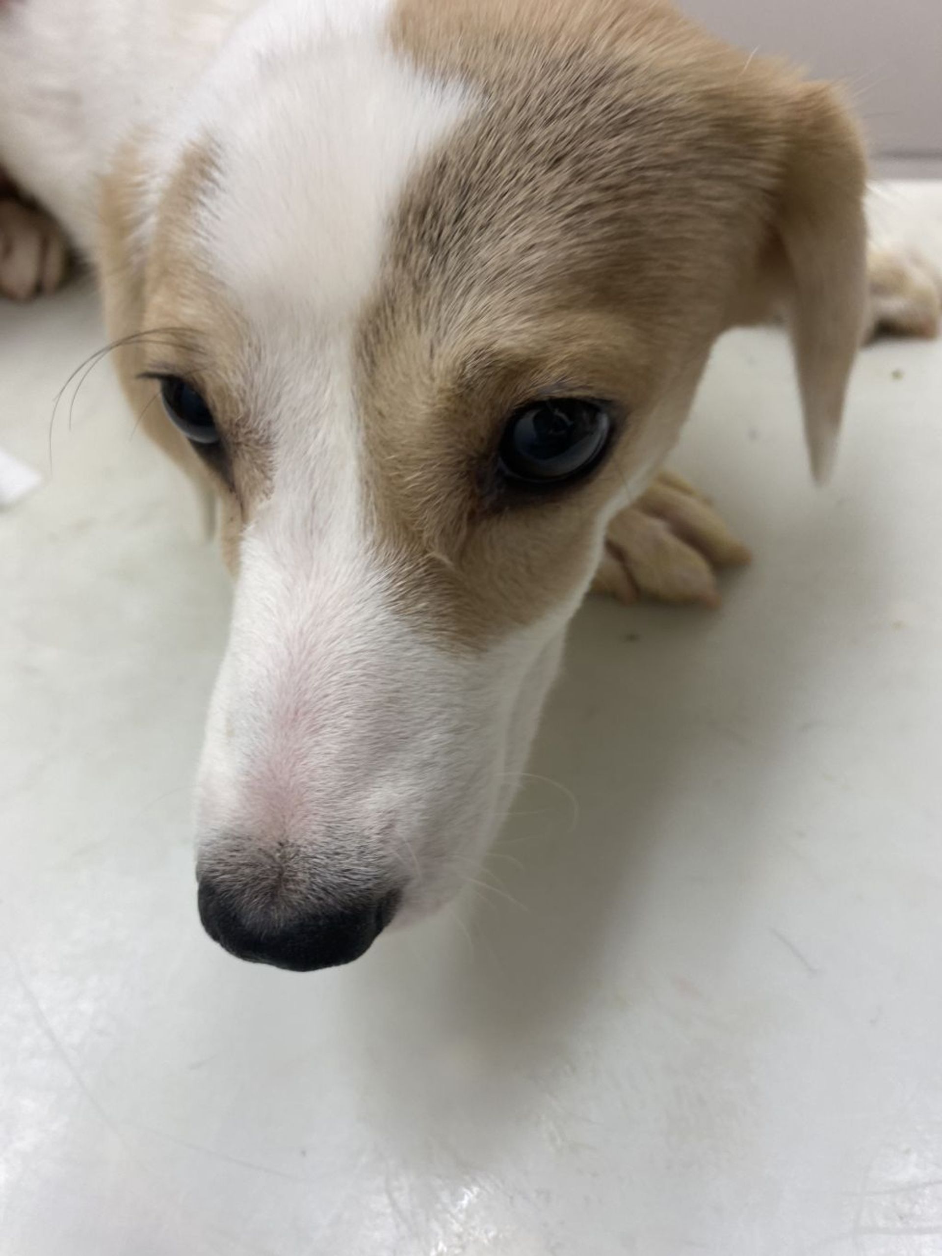 雑種（ミックス犬）・メスの里親募集の写真