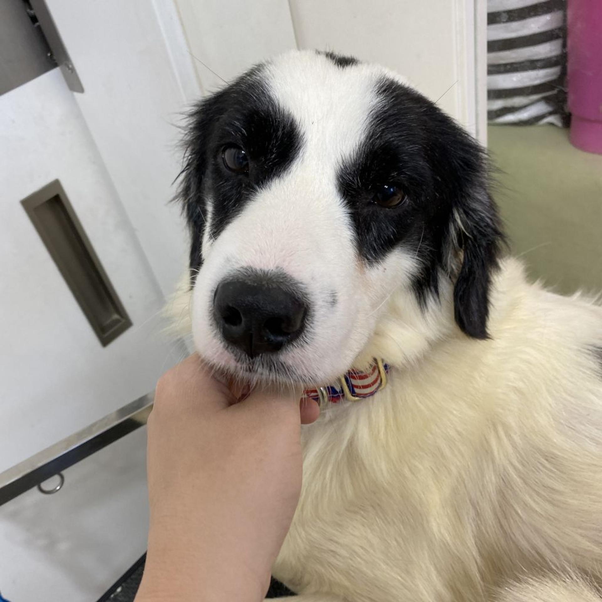 pet-image-5