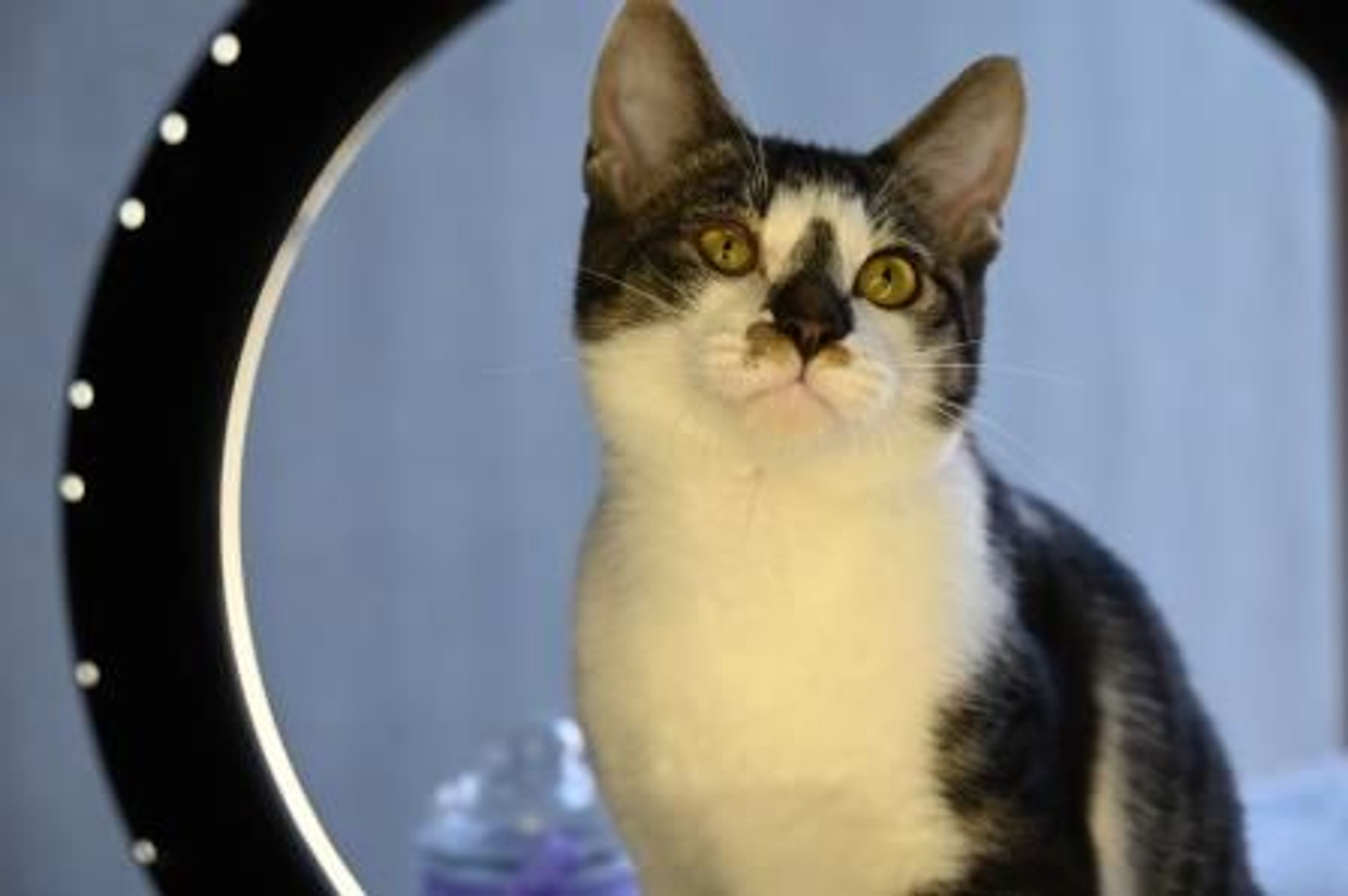雑種（ミックス猫）・オスの里親募集の写真